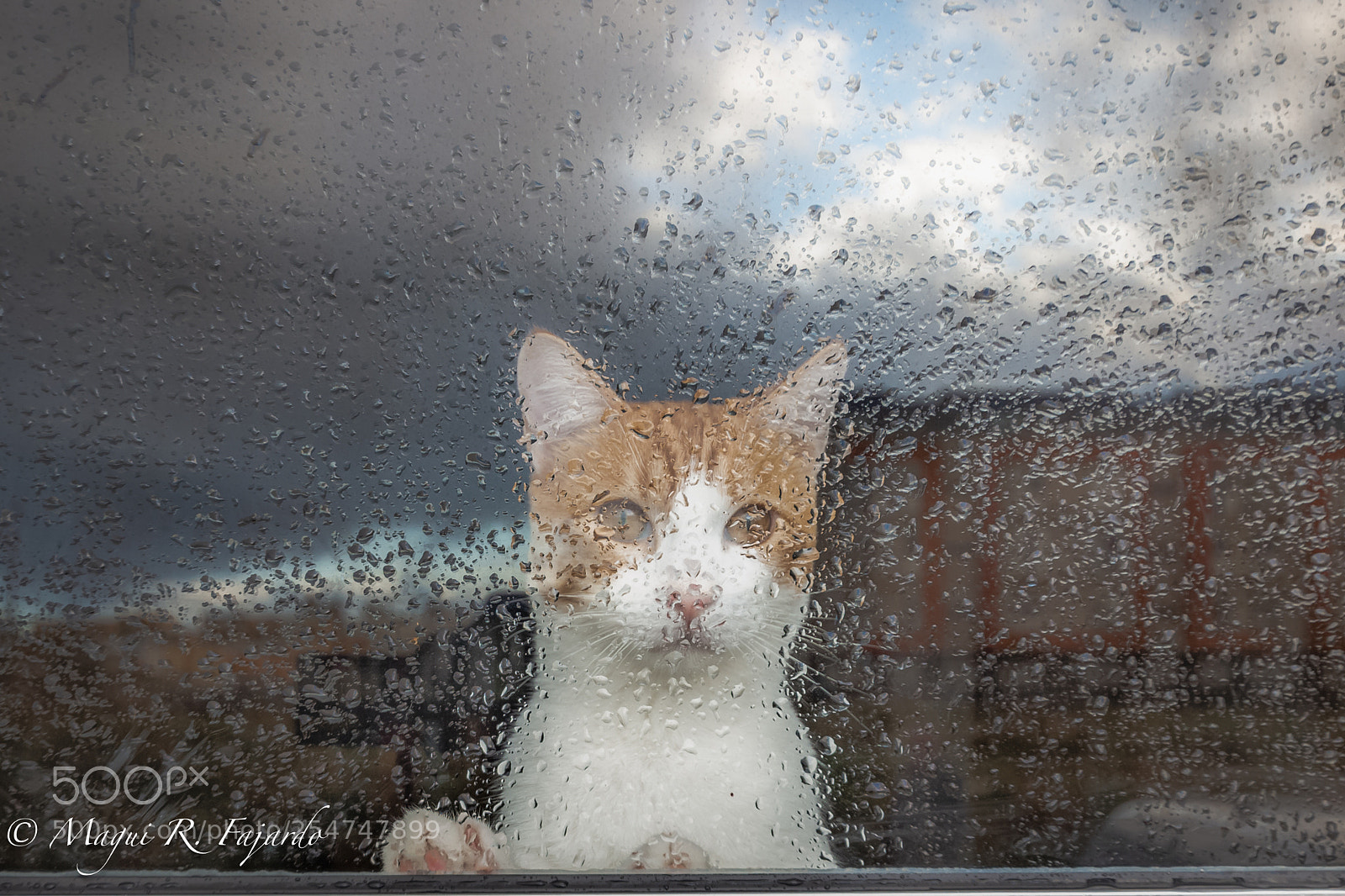 Canon EOS 600D (Rebel EOS T3i / EOS Kiss X5) sample photo. Sadness photography