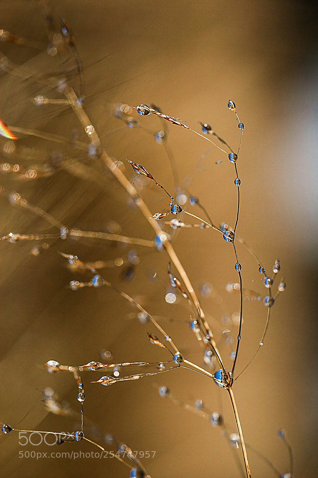 Canon EOS 20D sample photo. Rosne drops photography