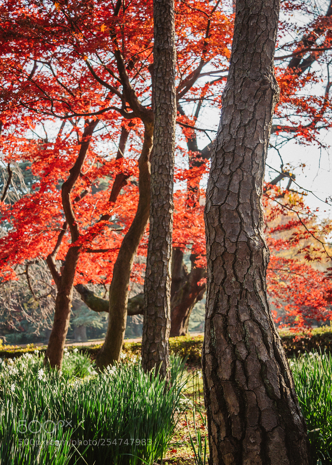 Canon EOS 60D sample photo. Autumnal photography