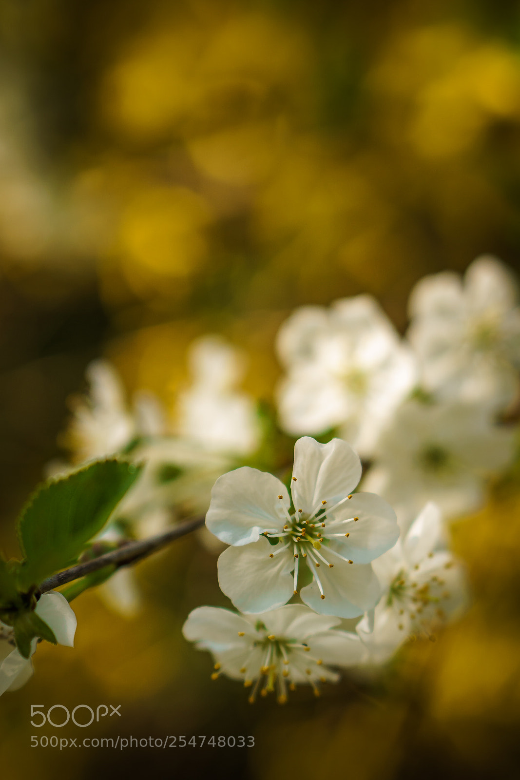 Sony a6000 sample photo. Untitled photography