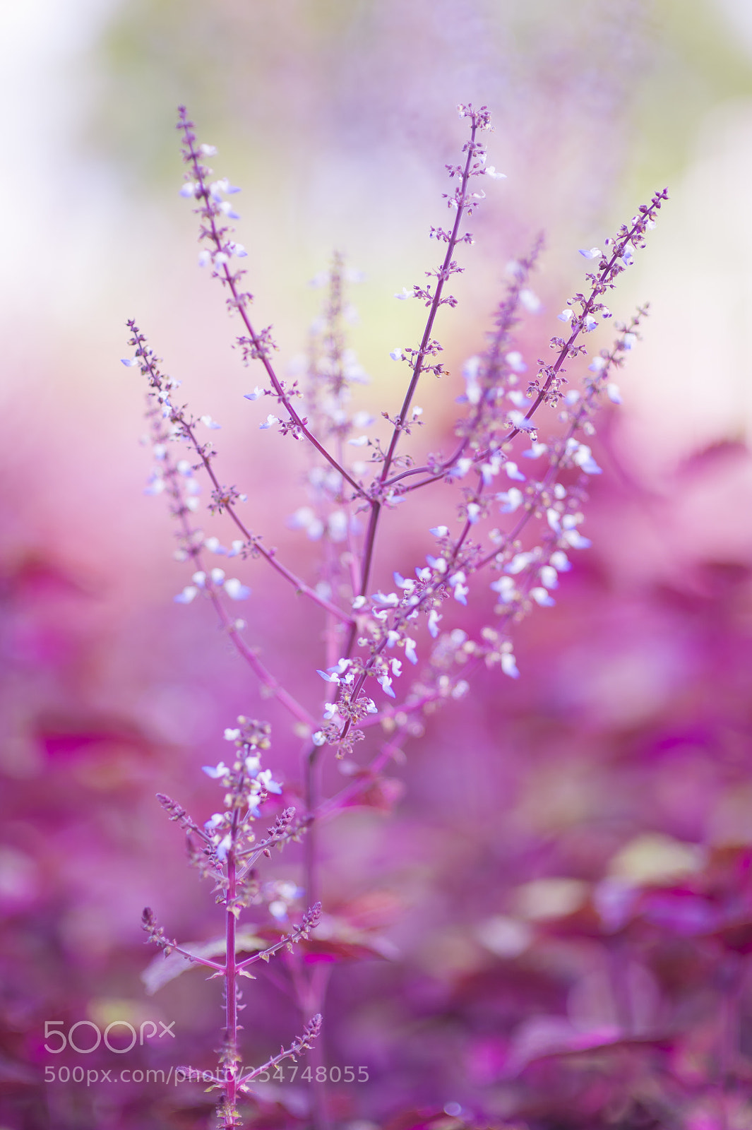 Nikon D700 sample photo. Micro flower photography