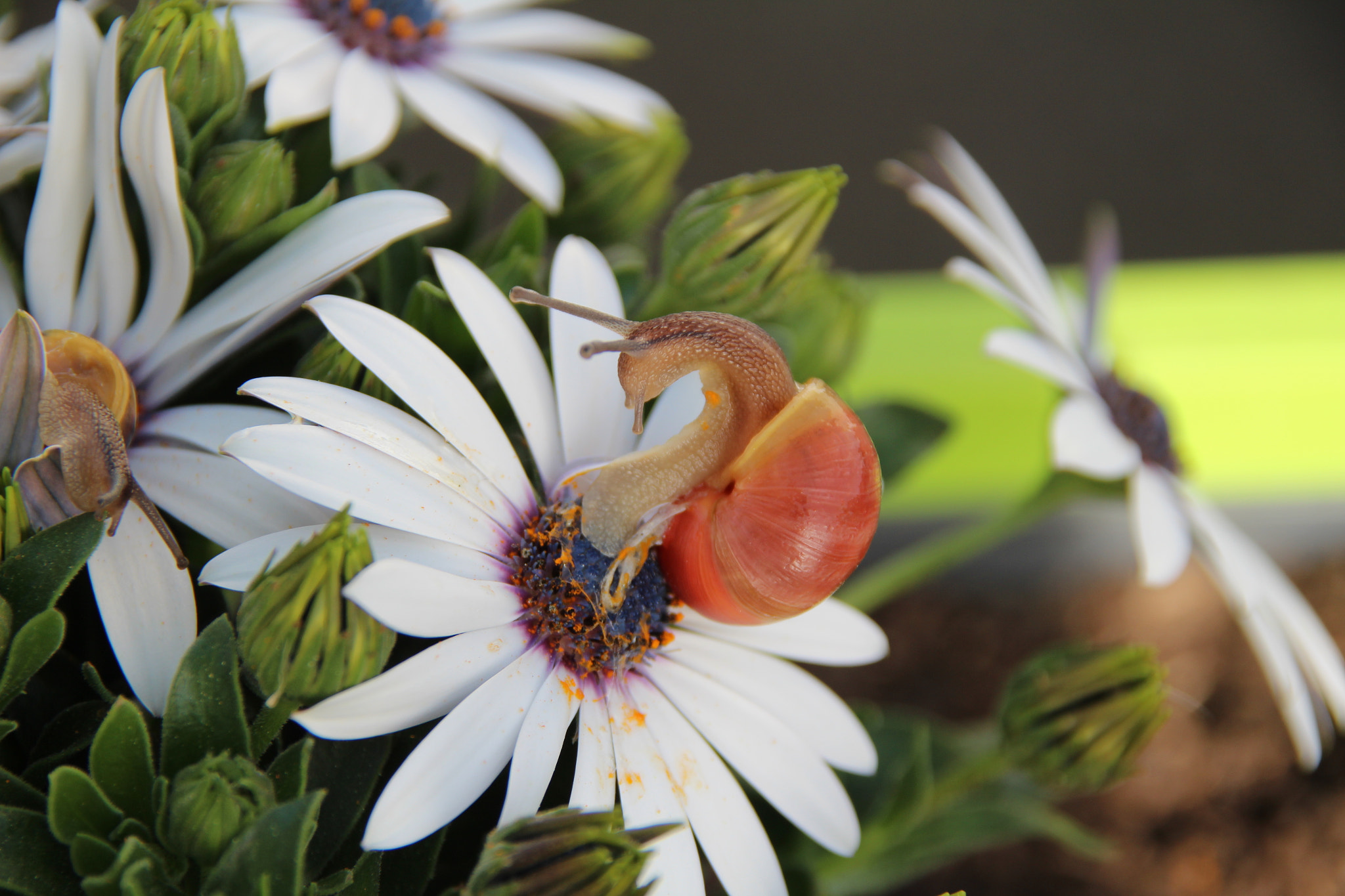 Sigma 18-200mm f/3.5-6.3 DC OS sample photo. Snails 5 and 6 photography