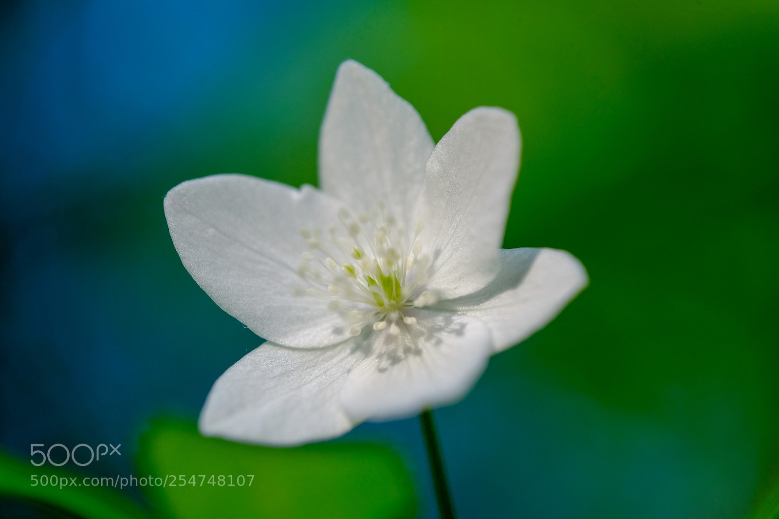 Fujifilm X-T20 sample photo. White windflower photography