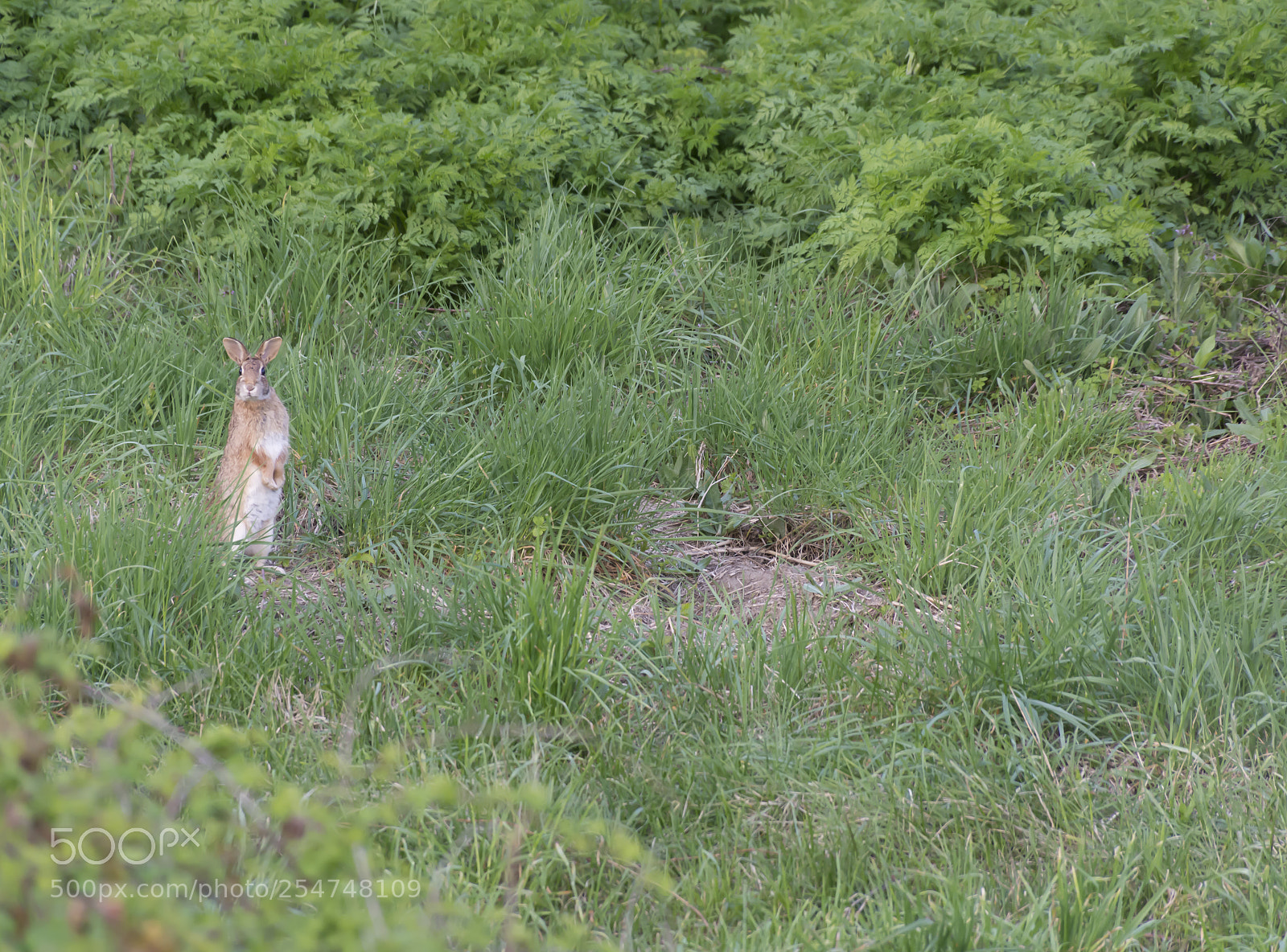 Nikon D7100 sample photo. Hearing bunny photography