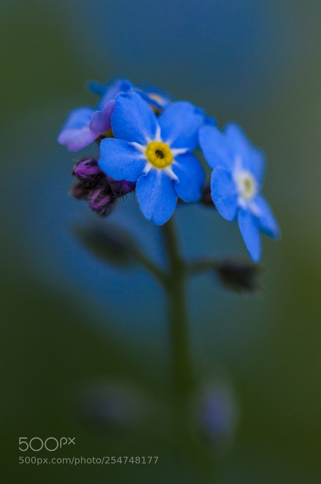 Nikon D7000 sample photo. Spring photography