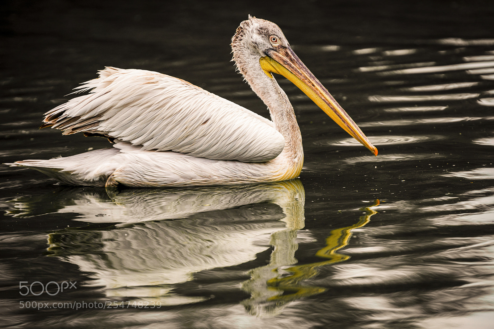 Nikon D800 sample photo. Pink-backed pelican photography