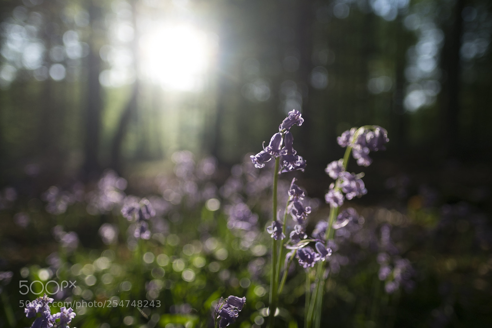 Fujifilm X-Pro1 sample photo. Bluebells photography