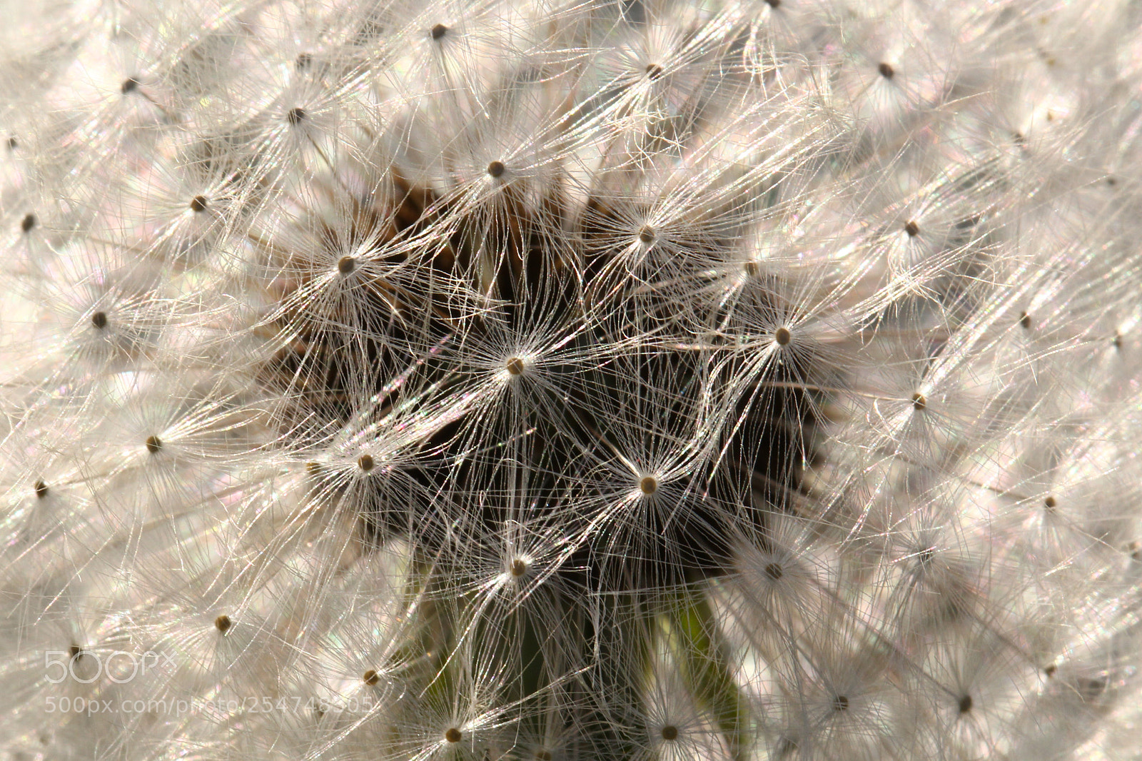 Canon EOS 100D (EOS Rebel SL1 / EOS Kiss X7) sample photo. Dandelion photography