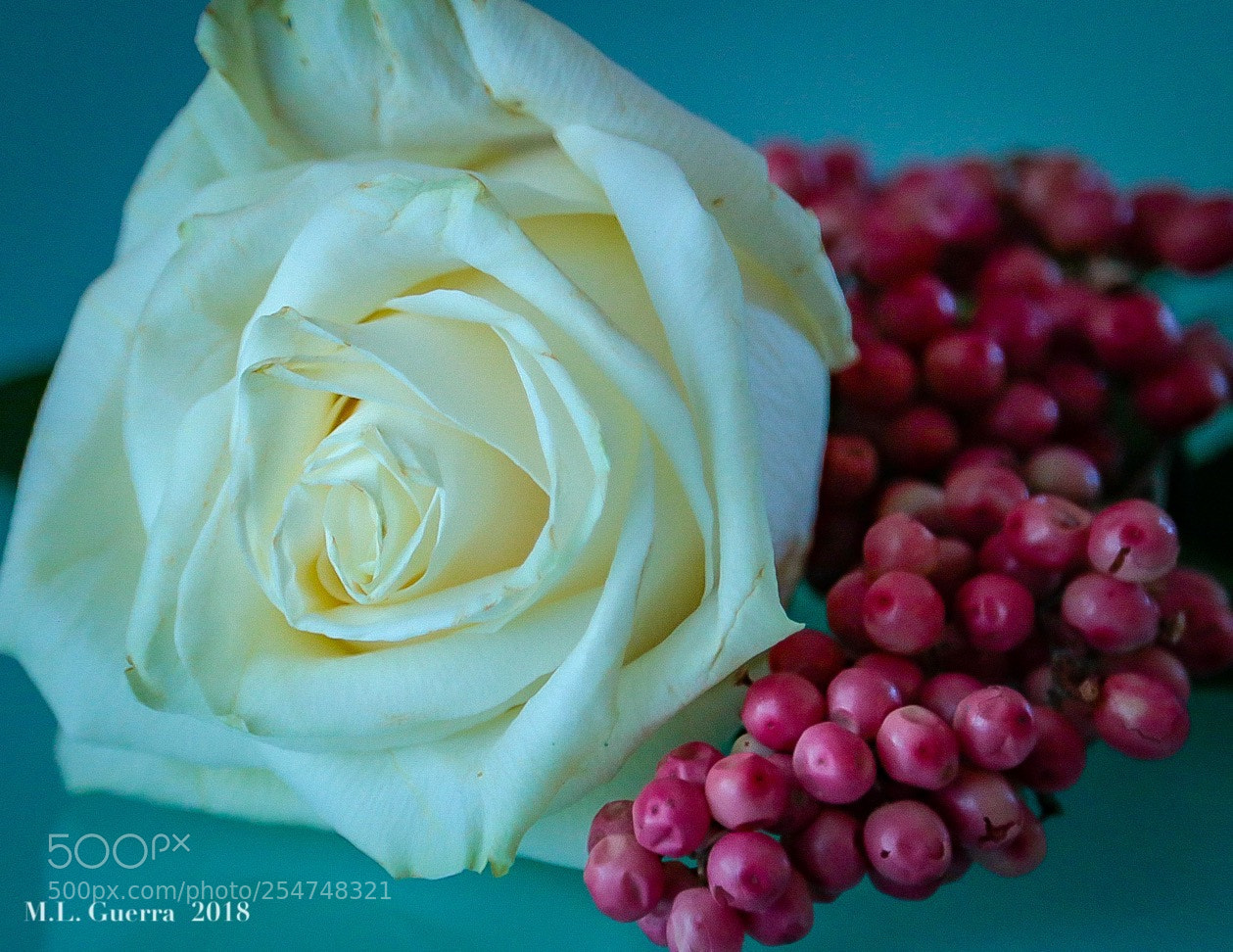Canon EOS 750D (EOS Rebel T6i / EOS Kiss X8i) sample photo. Pink and white photography