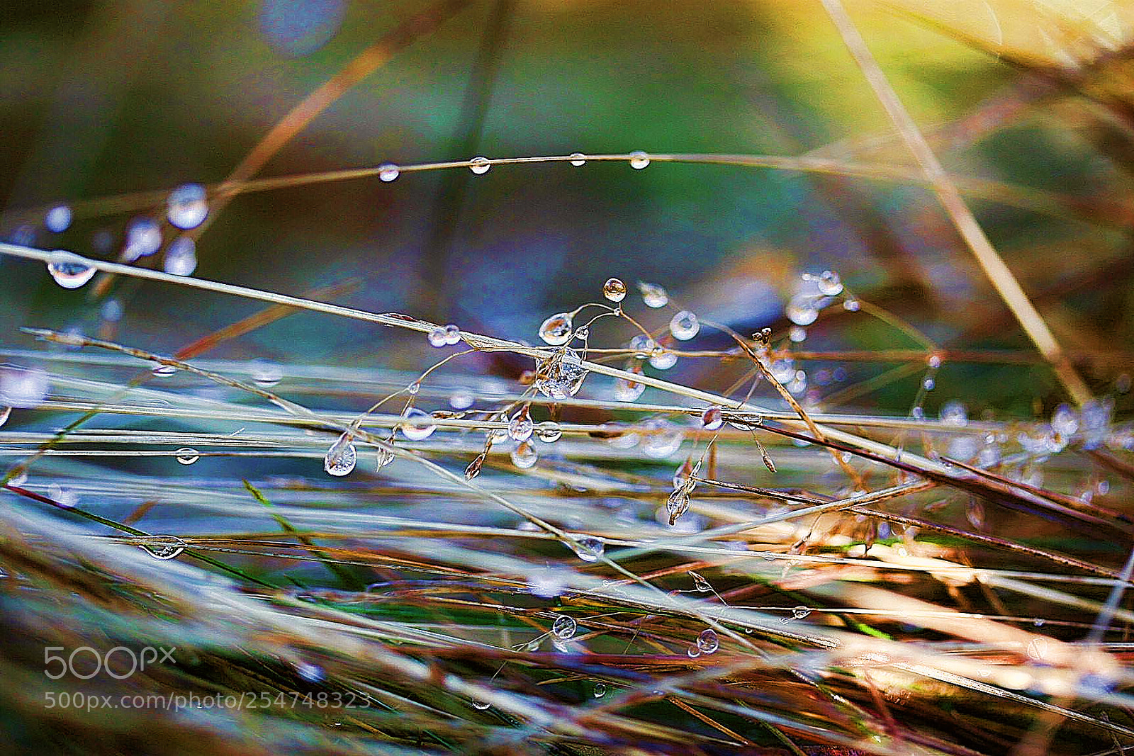 Canon EOS 20D sample photo. Rosne drops photography