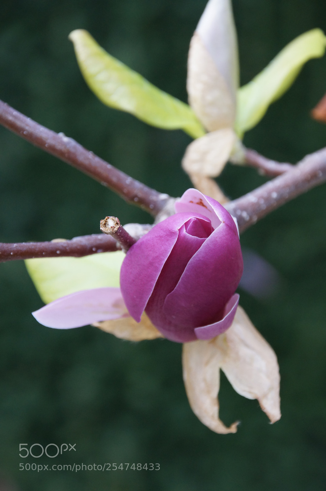 Sony SLT-A58 sample photo. Not a tulip photography