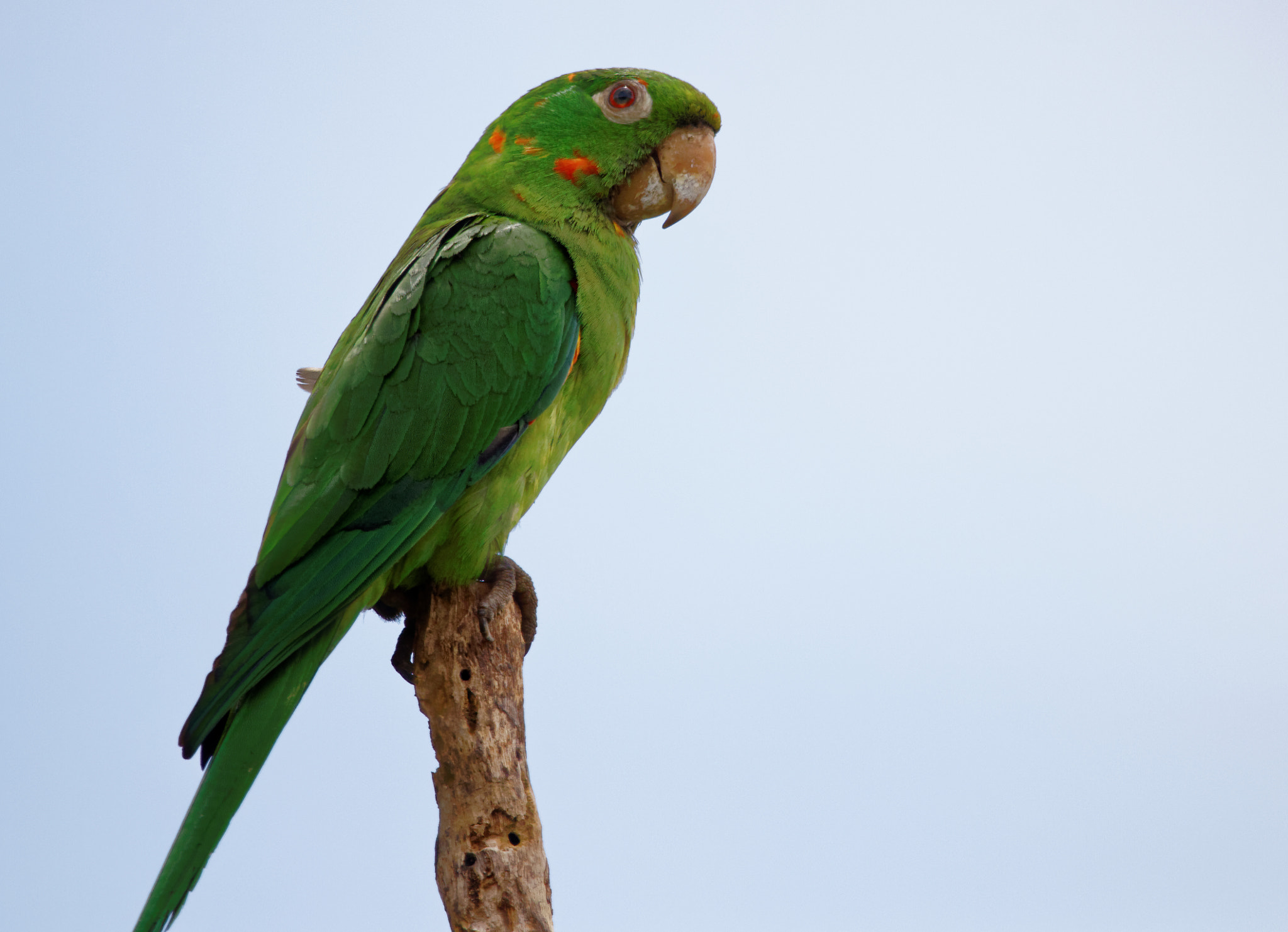 Sigma 150-600mm F5-6.3 DG OS HSM | C sample photo. Parakeet photography