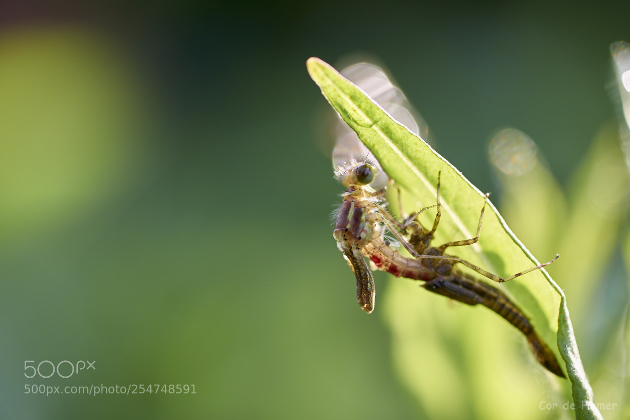 Sony SLT-A99V sample photo. Rebirth of a damselfly photography