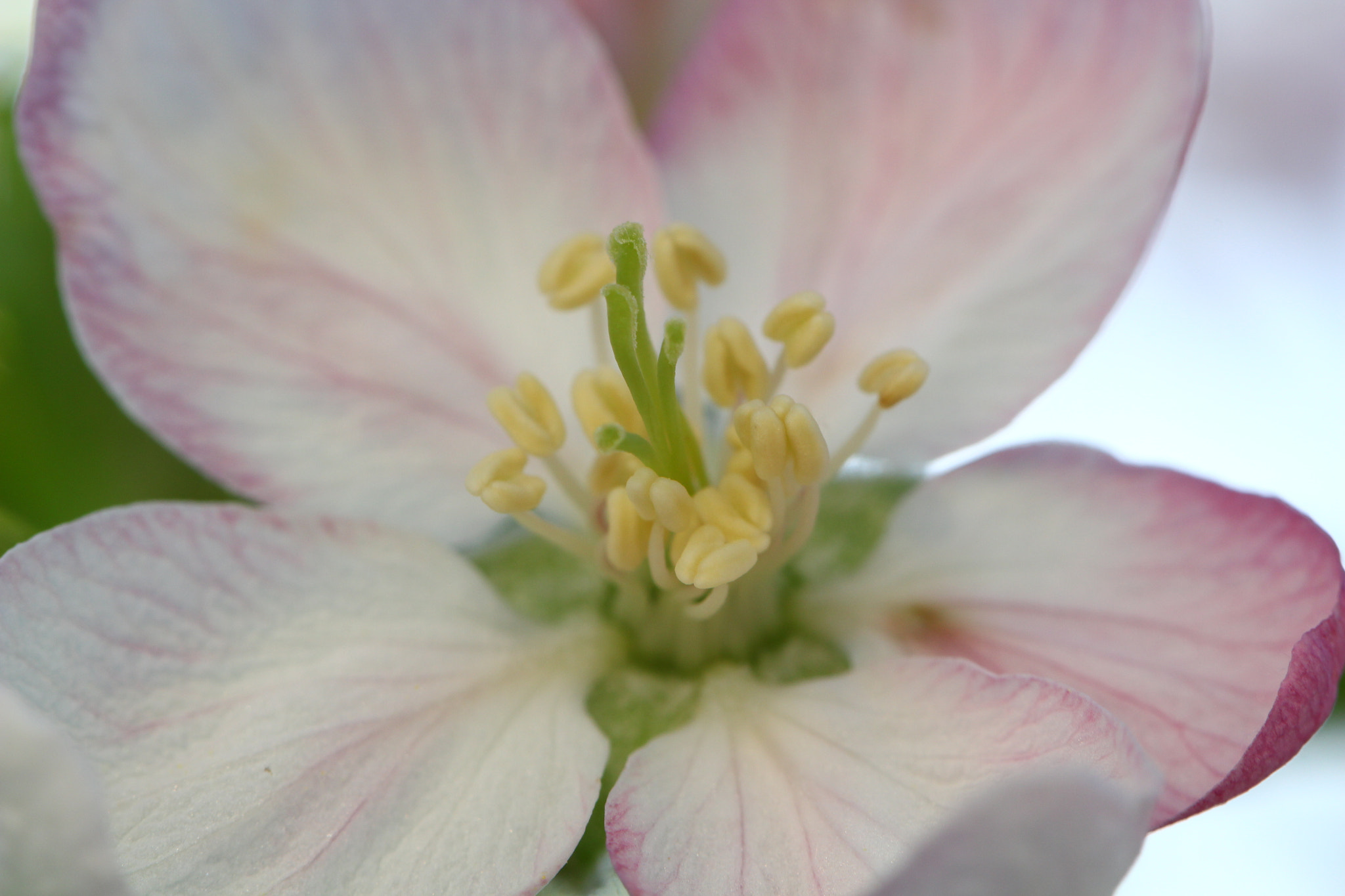 Canon EF 100mm F2.8L Macro IS USM sample photo. Apple blossom photography