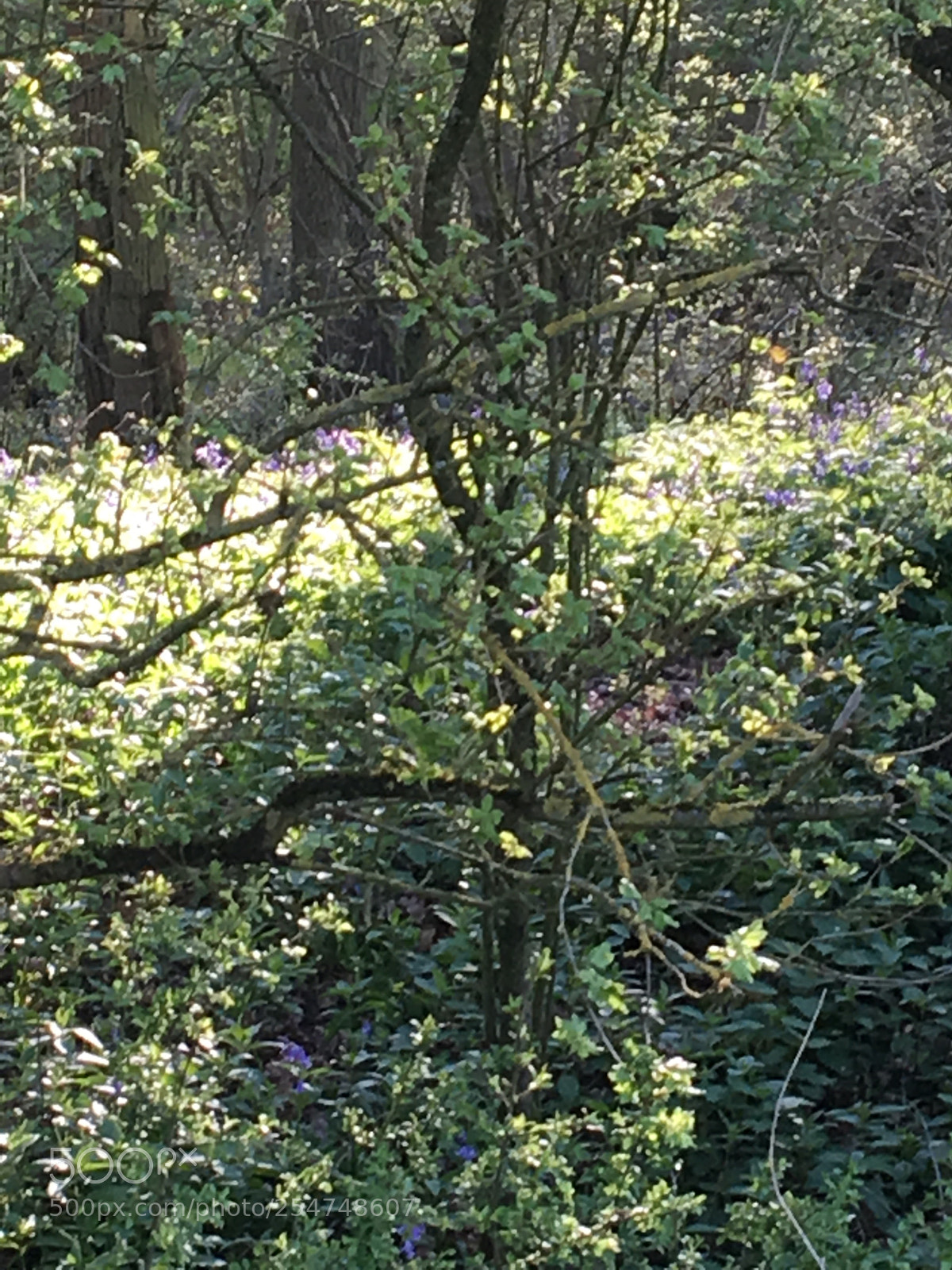 Apple iPhone 6s sample photo. Blue bell woods photography