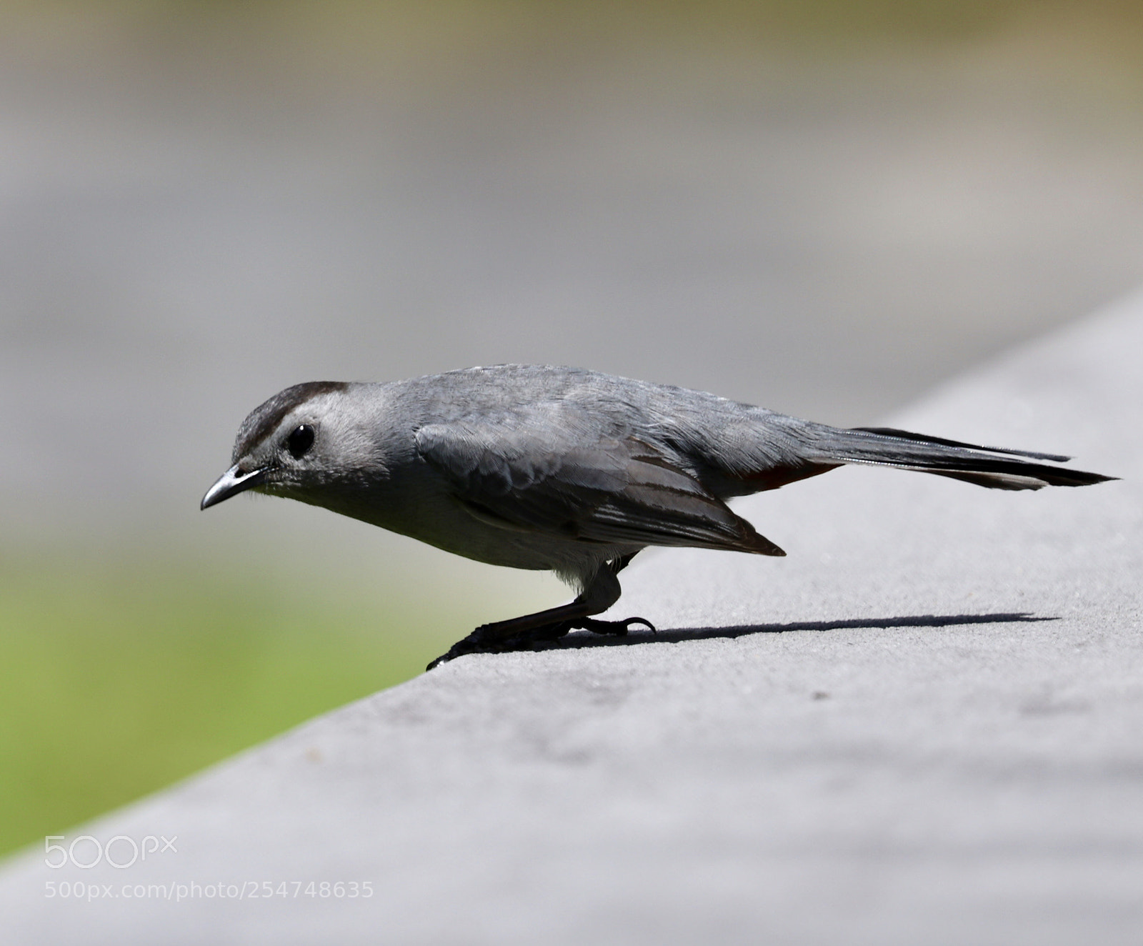 Canon EOS 80D sample photo. Gray catbird photography