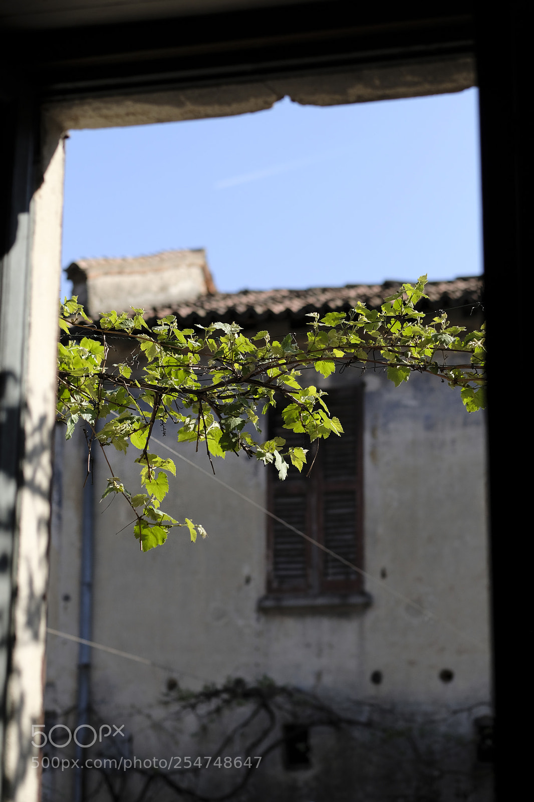 Fujifilm X-Pro2 sample photo. Life appears photography