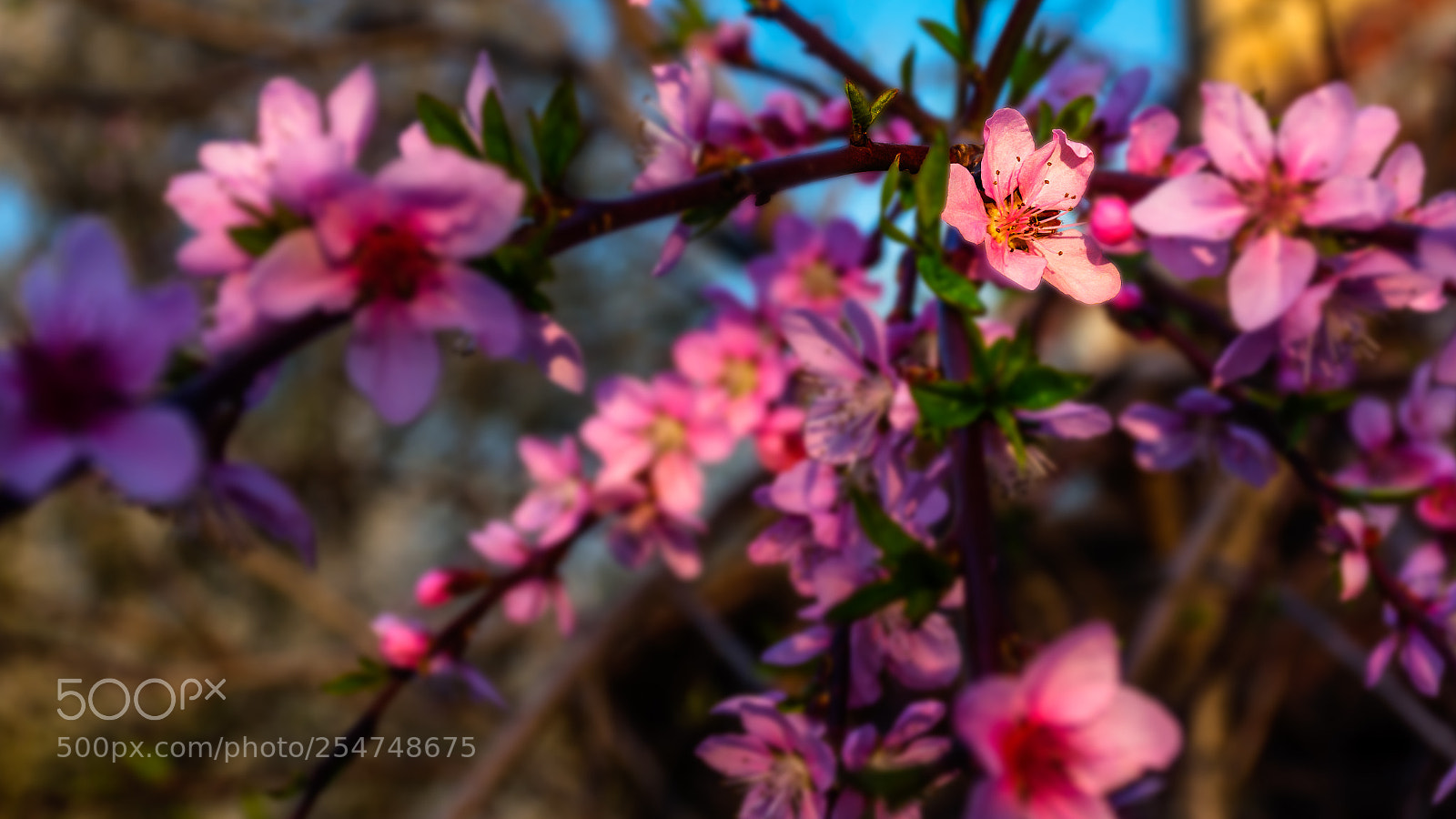 Nikon D7200 sample photo. Pink spring photography