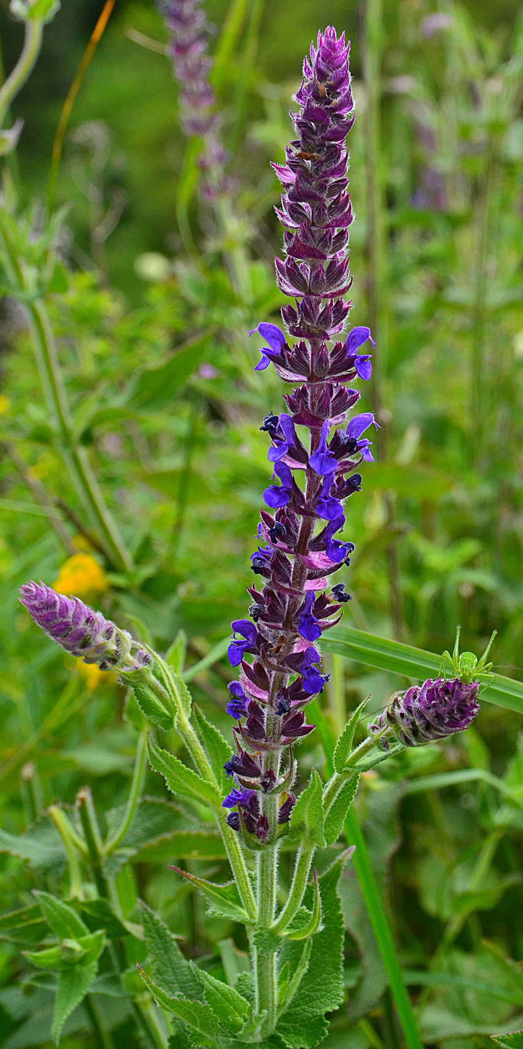 Nikon D3100 sample photo. Salvia tesquicola photography