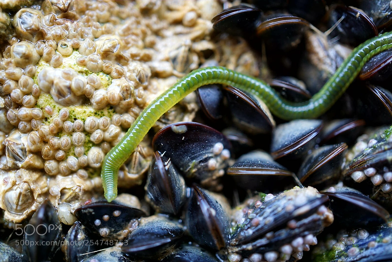 Sony a6000 sample photo. Creature at the beach photography