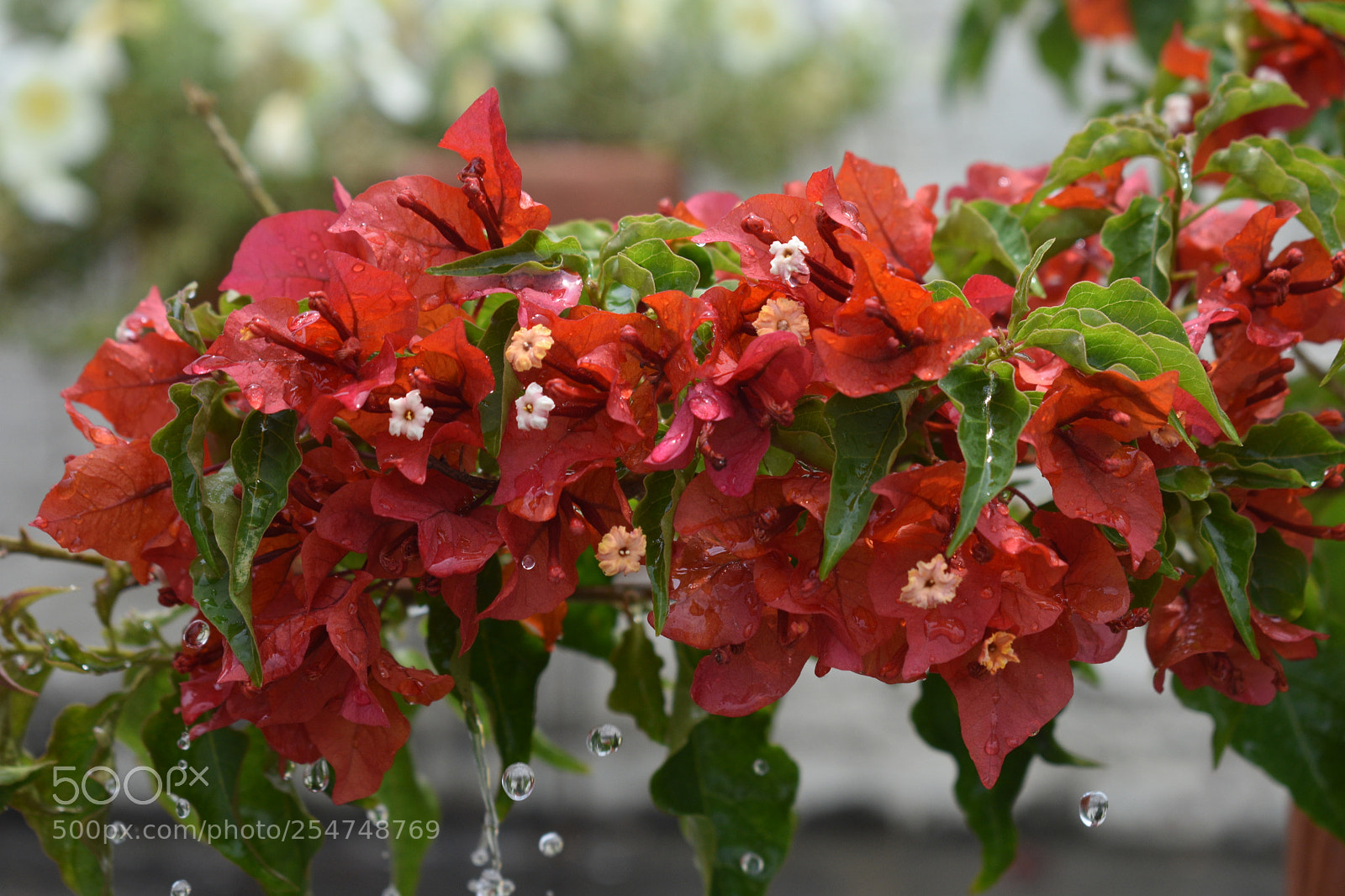 Nikon D3400 sample photo. Bougainvillea. photography