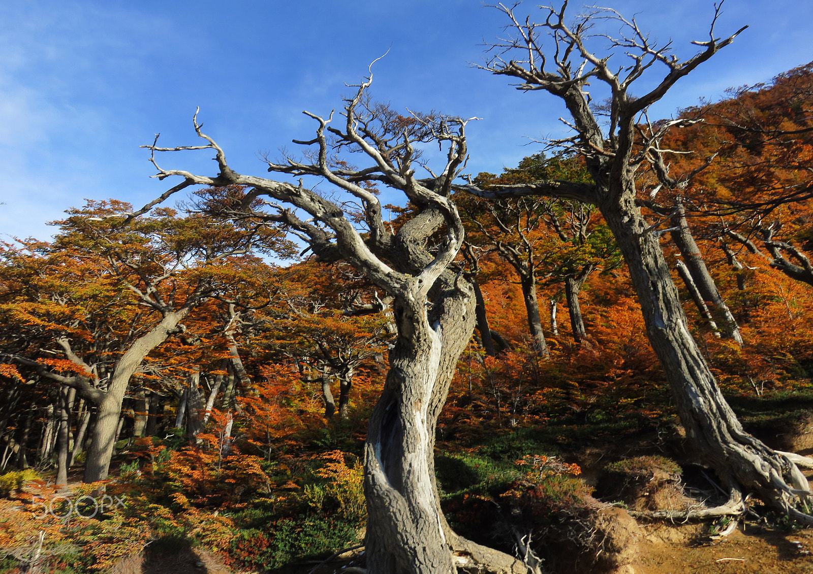 Canon PowerShot SX700 HS sample photo. Fallen tree photography