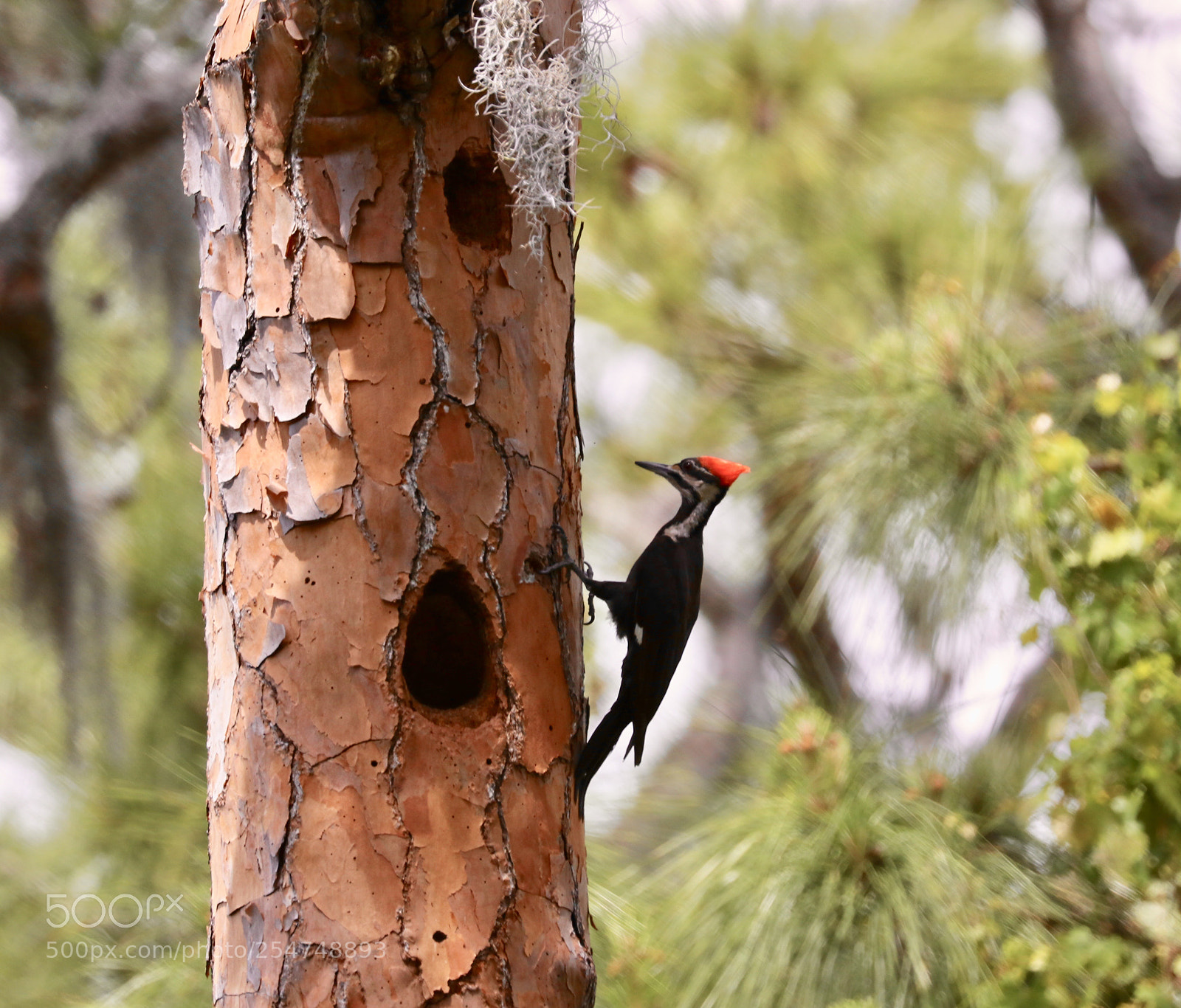 Canon EOS 80D sample photo. Pileated woodpecker photography