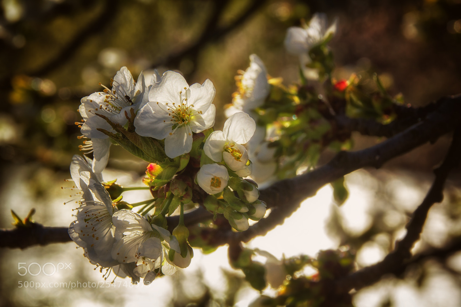 Canon EOS 550D (EOS Rebel T2i / EOS Kiss X4) sample photo. Wachau in bloom | part 3 photography
