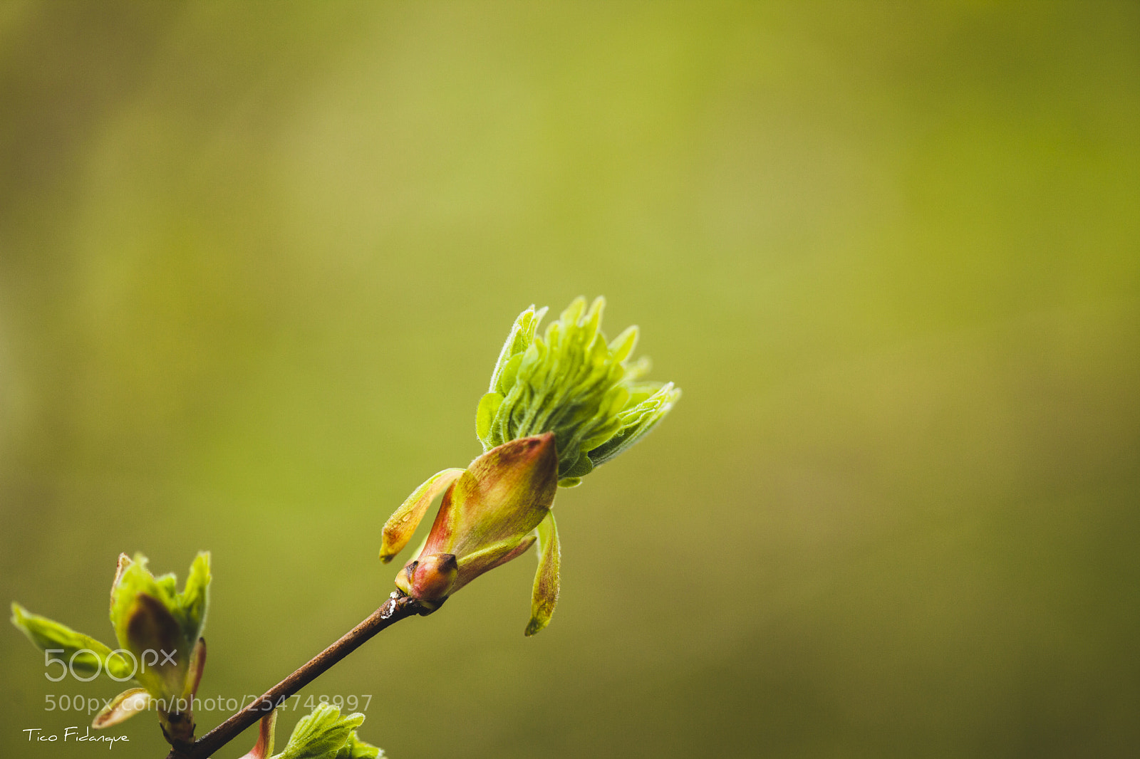 Canon EOS 5D Mark II sample photo. Springtime ?? photography