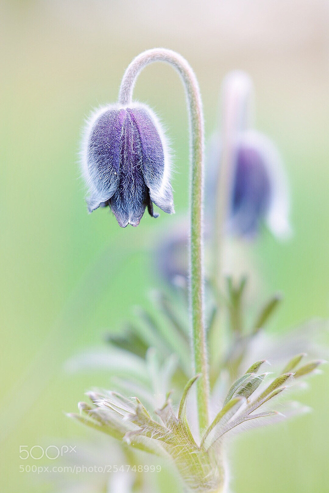 Nikon D7100 sample photo. Küchenschelle photography