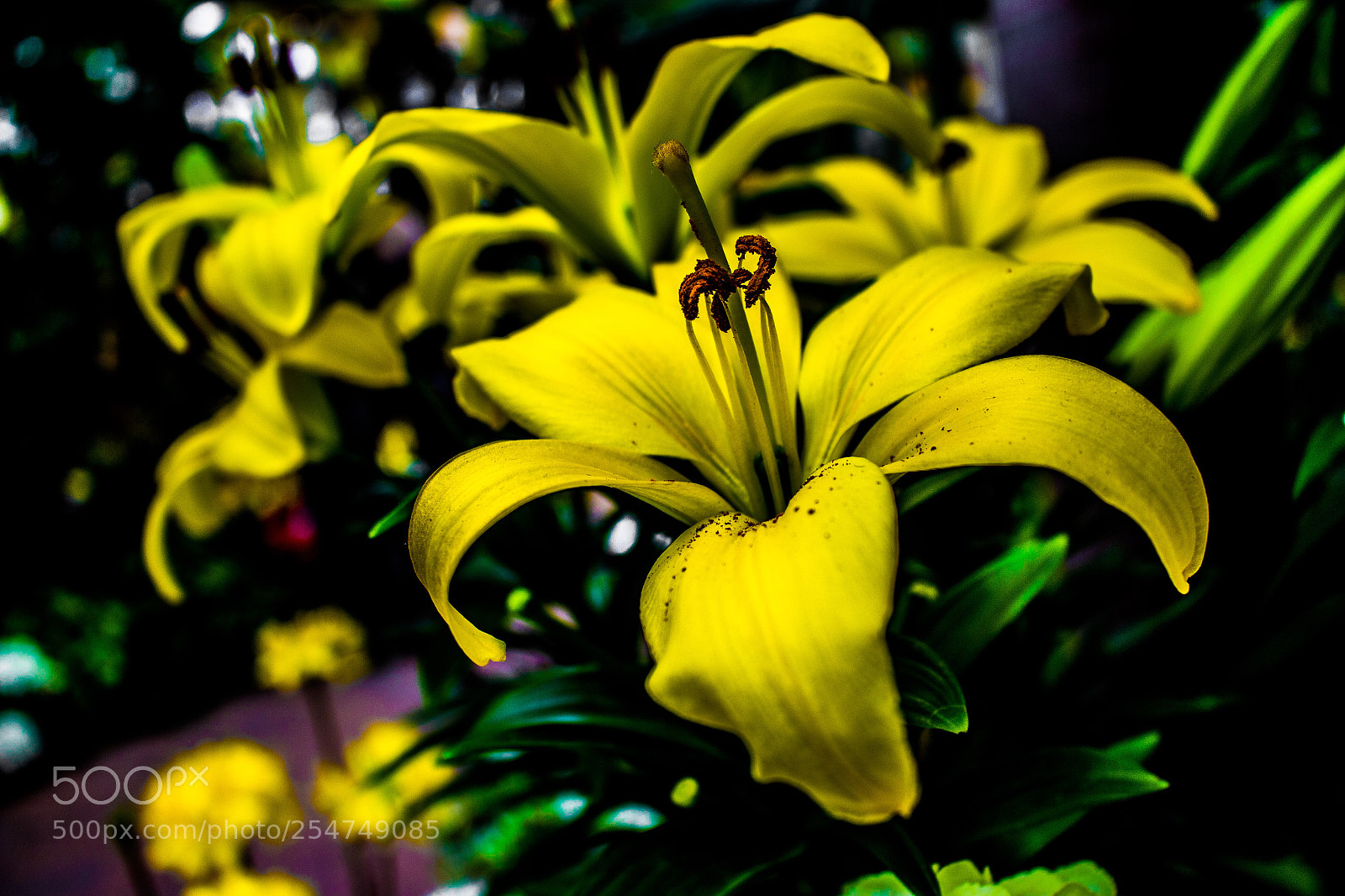 Canon EOS 700D (EOS Rebel T5i / EOS Kiss X7i) sample photo. Yellow flower photography