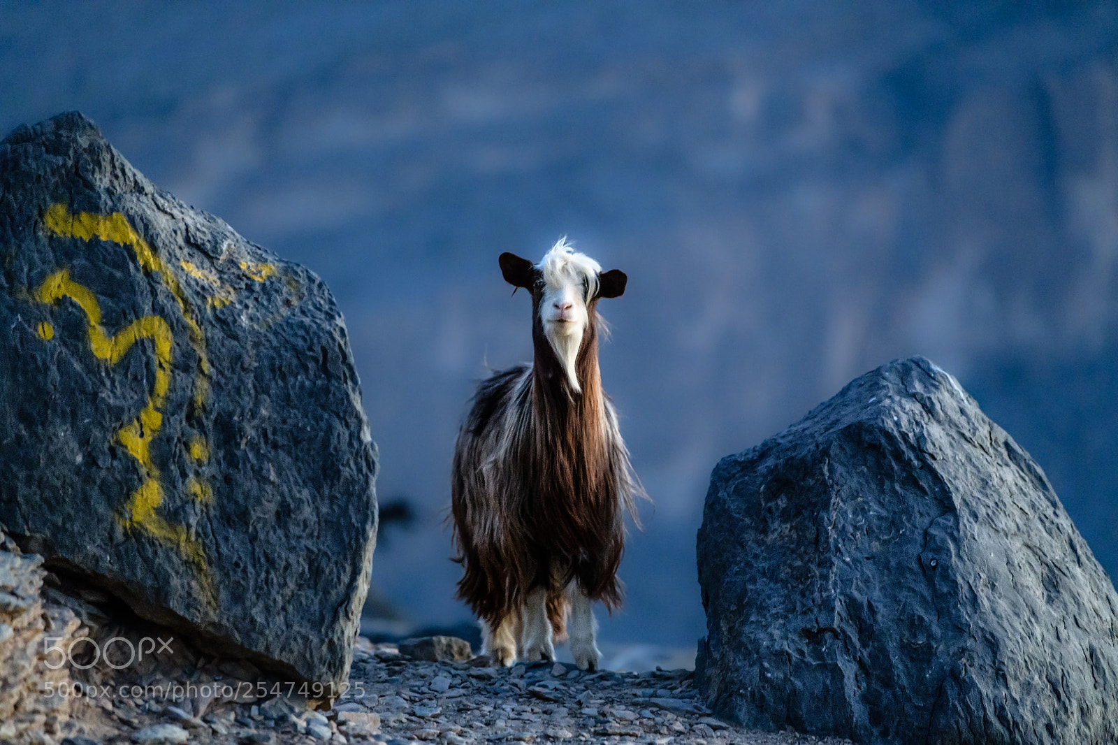 Nikon D850 sample photo. Spirit animal goat stares photography