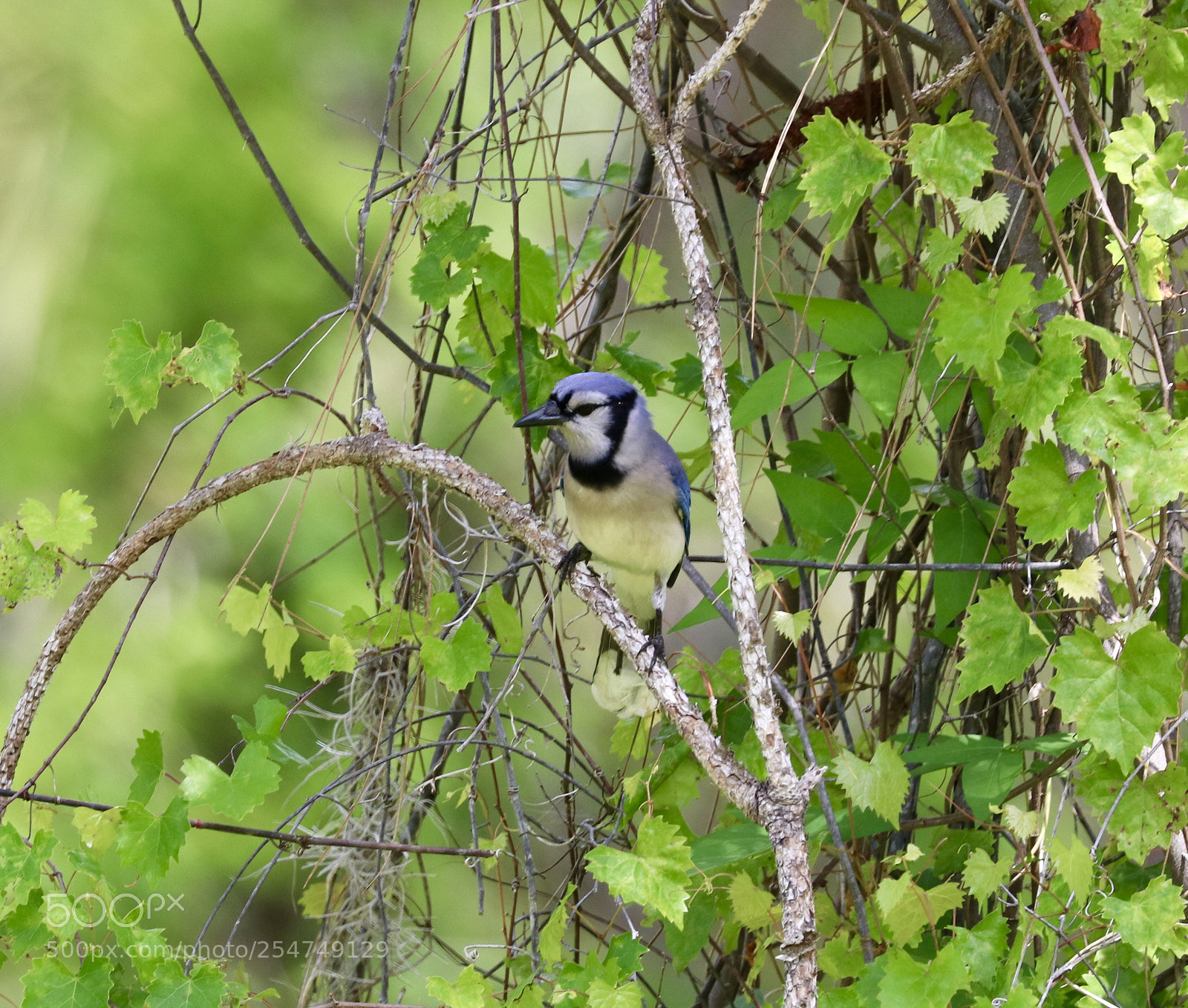 Canon EOS 80D sample photo. Blue jay photography