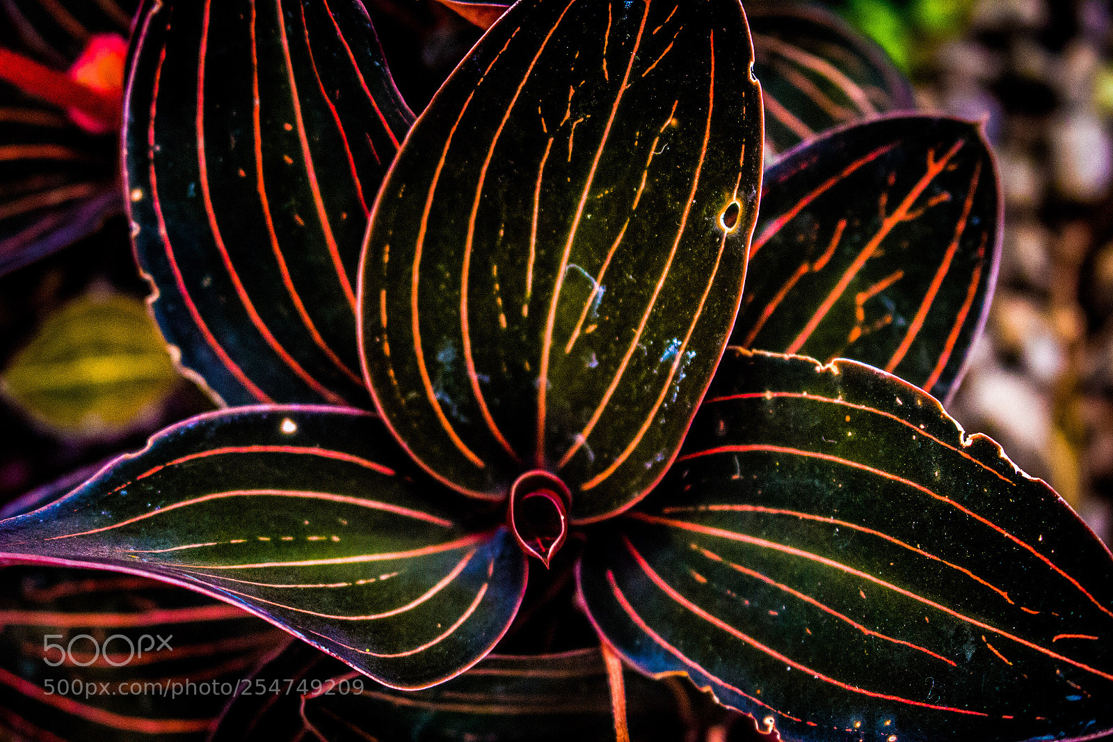 Canon EOS 700D (EOS Rebel T5i / EOS Kiss X7i) sample photo. Red and green leaves photography