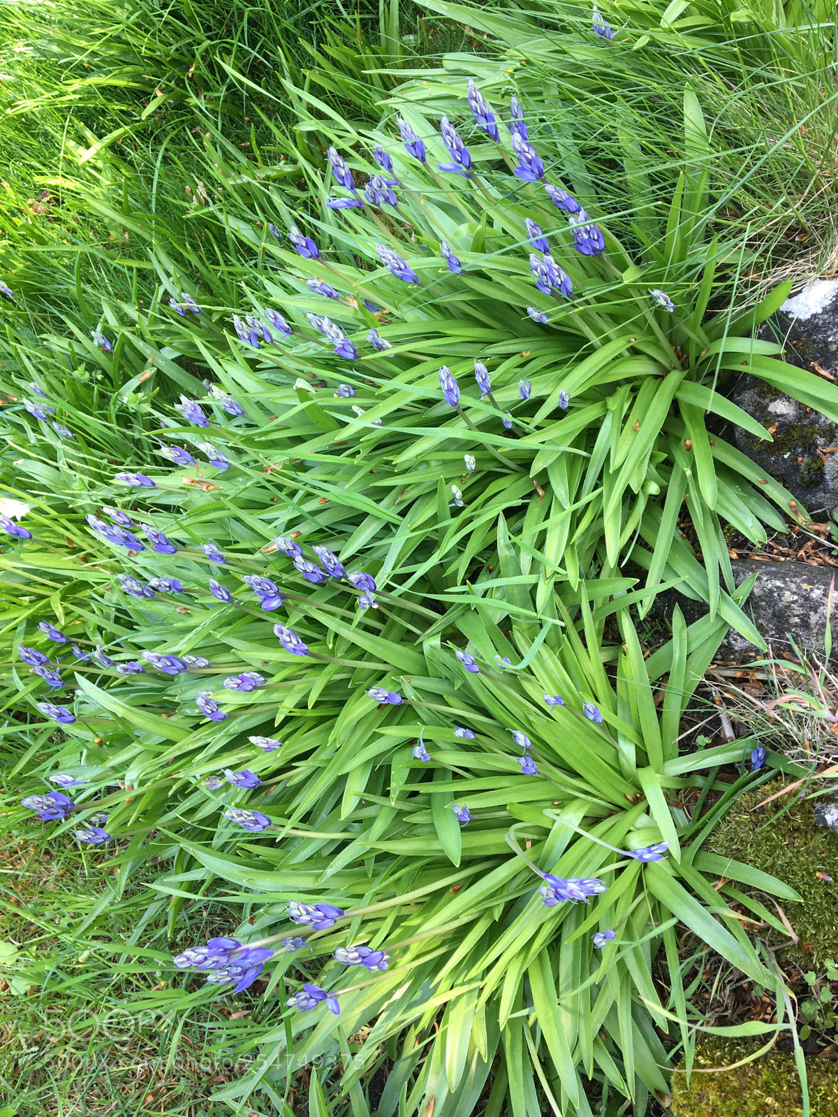 Apple iPhone 6s sample photo. Nature blue bells  photography