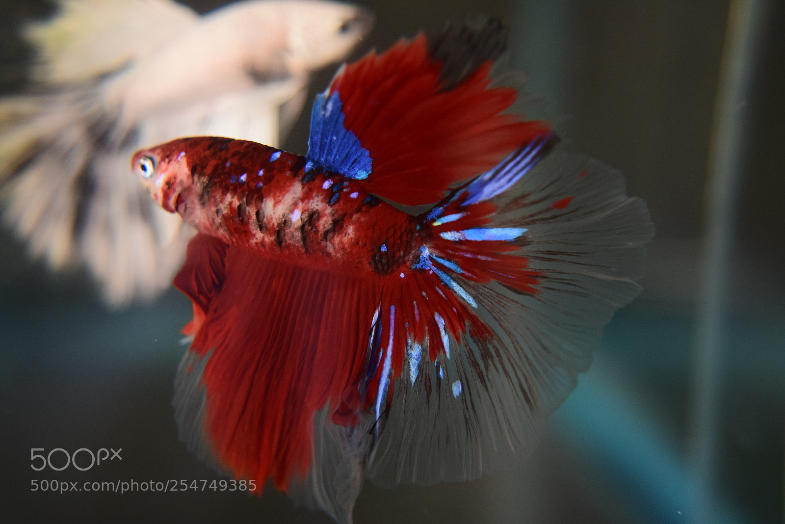 Nikon D3300 sample photo. Betta fish photography