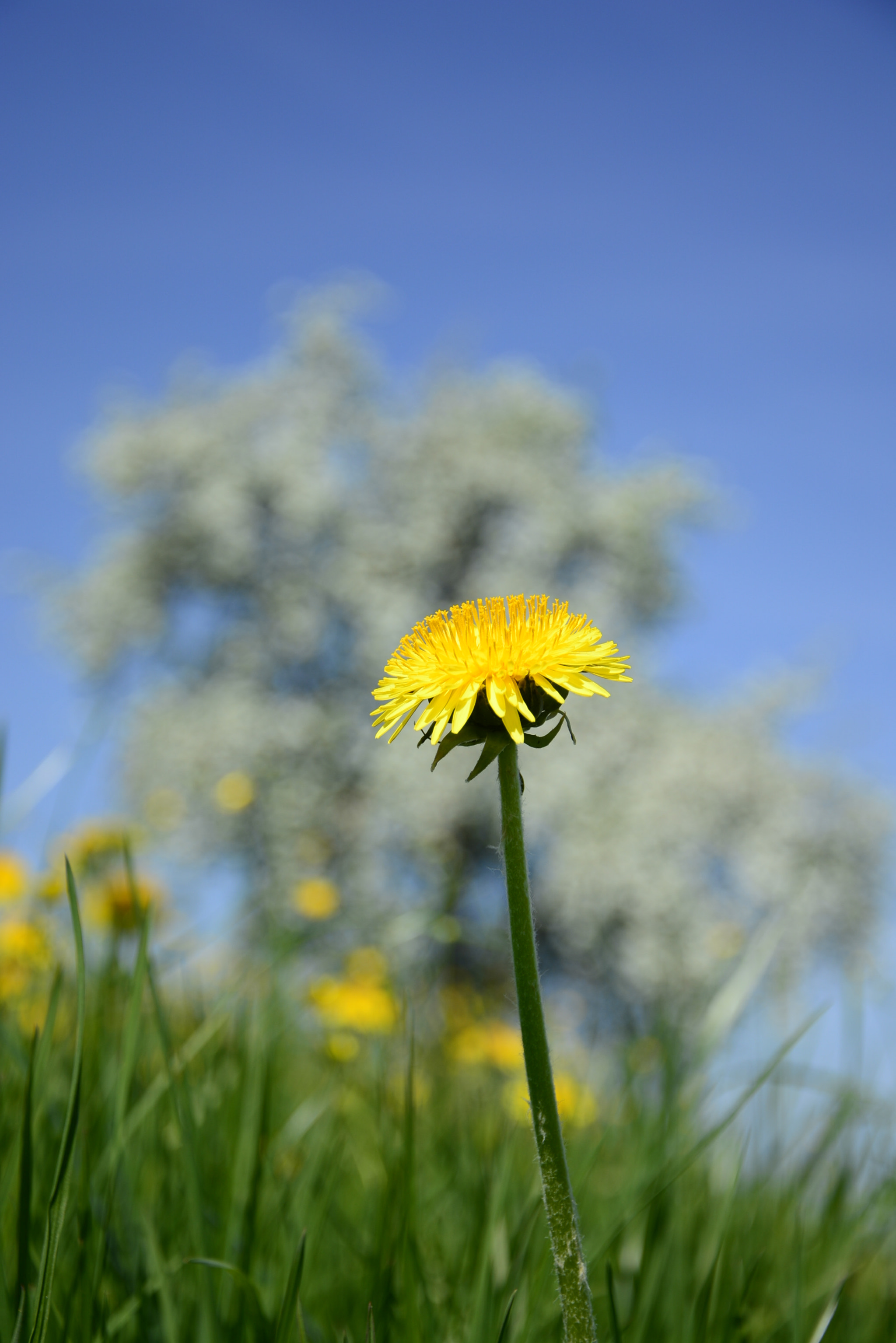 Nikon D7100 sample photo. Spring photography
