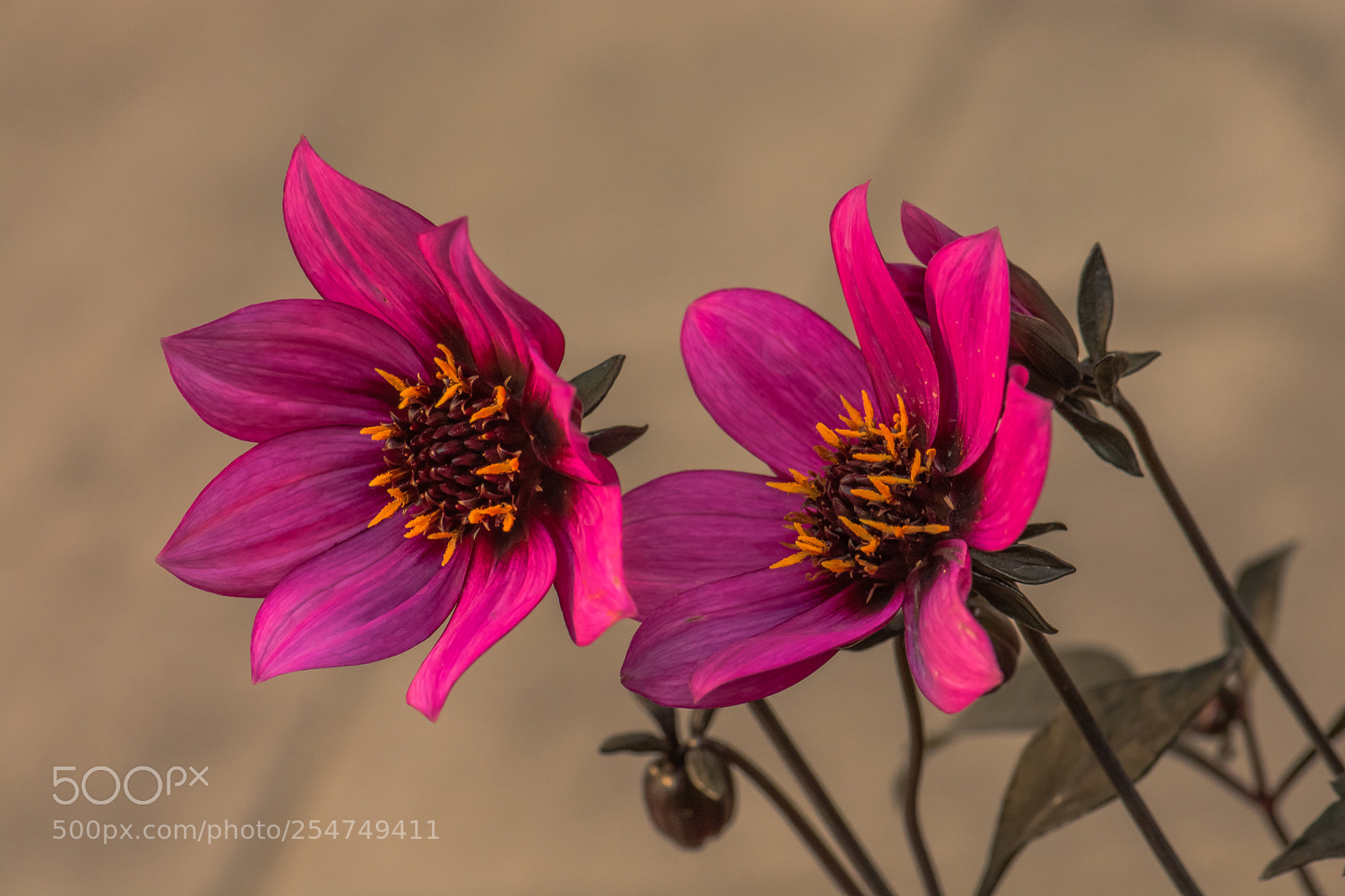 Nikon D7100 sample photo. Dahlias photography