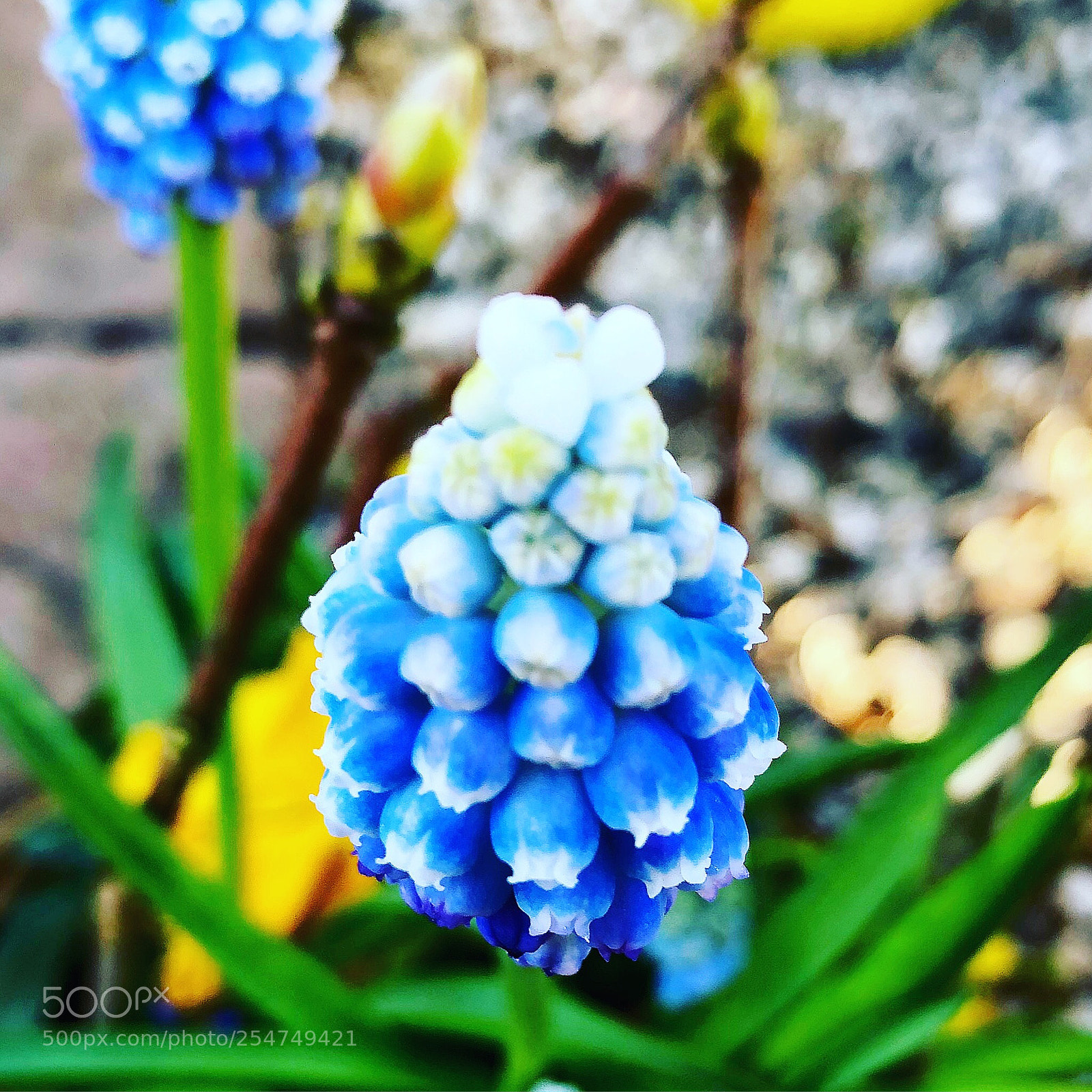 Apple iPhone 8 Plus sample photo. Blue colours in springtime photography