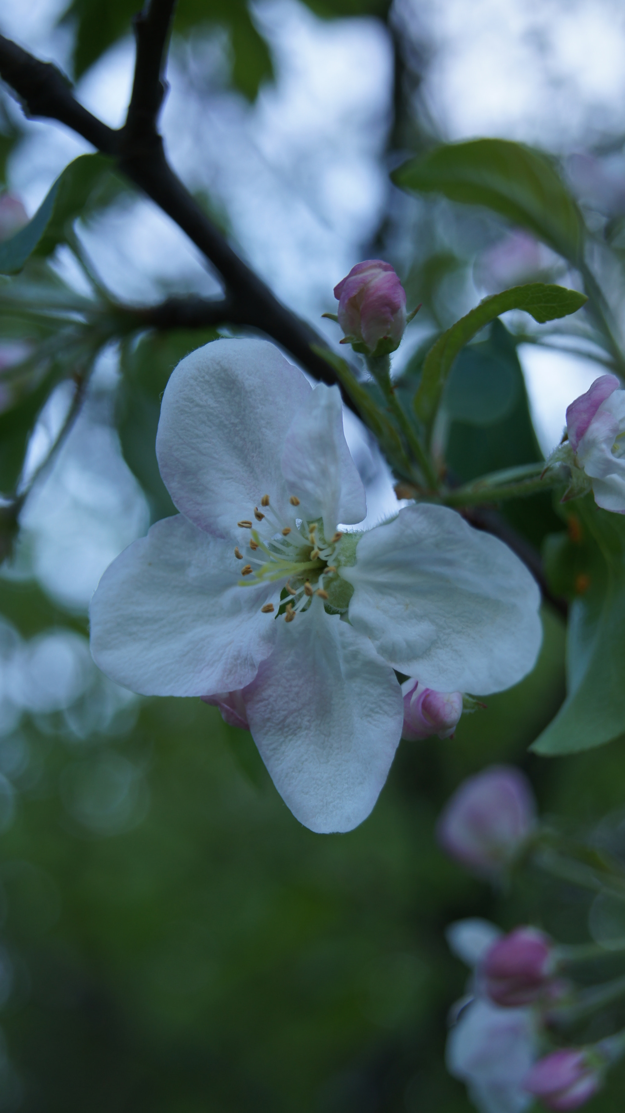 Sony Alpha DSLR-A580 sample photo