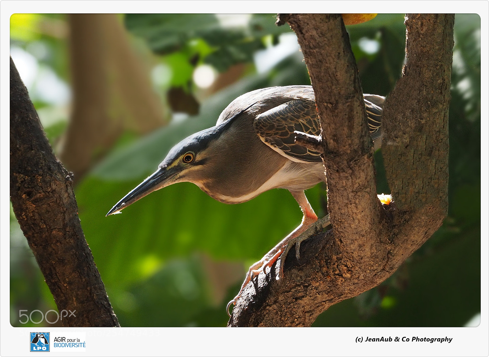 Olympus OM-D E-M5 II sample photo. Striated heron photography