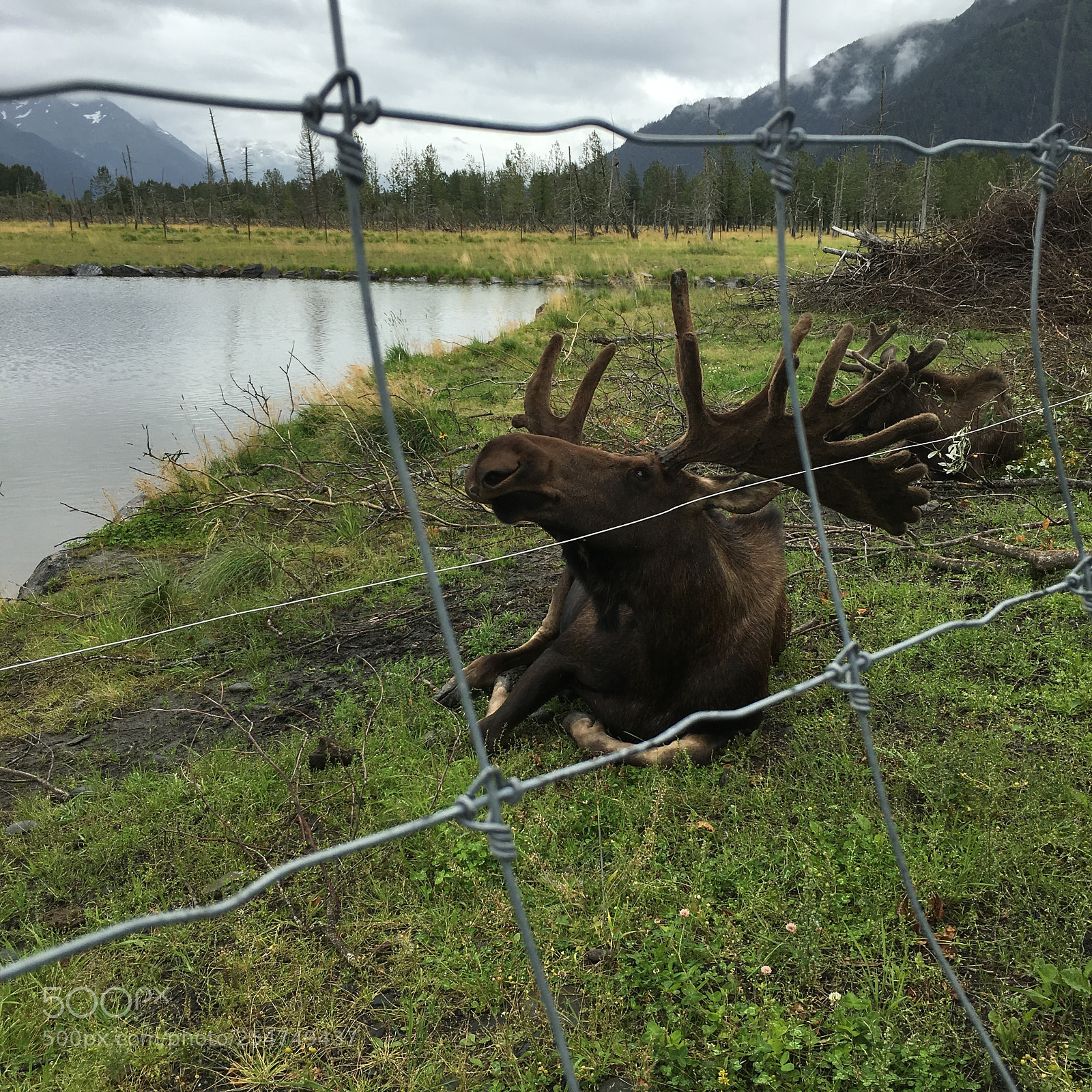 Apple iPhone 6s sample photo. Moose photography
