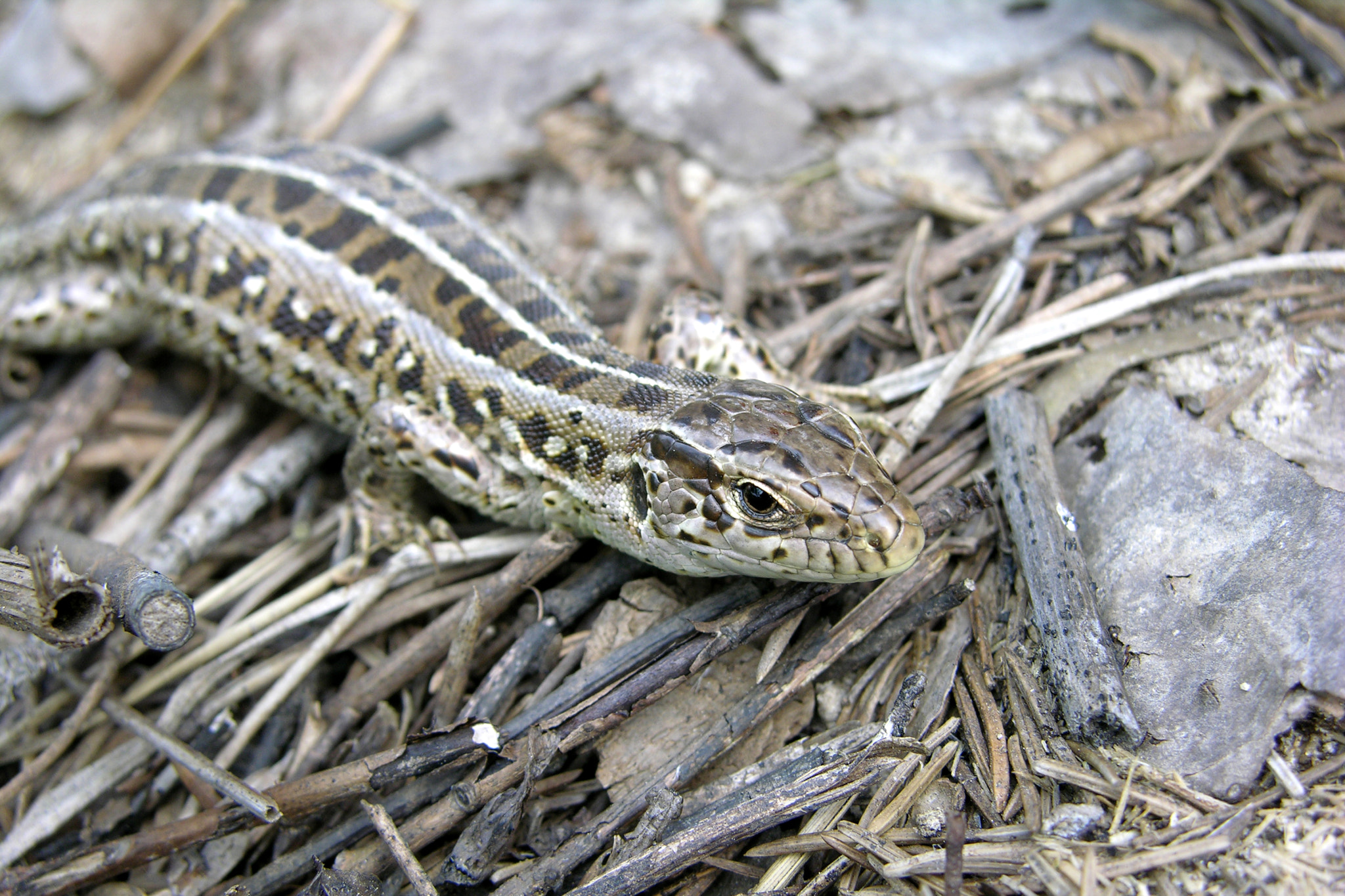 Nikon E8700 sample photo. Lizard photography