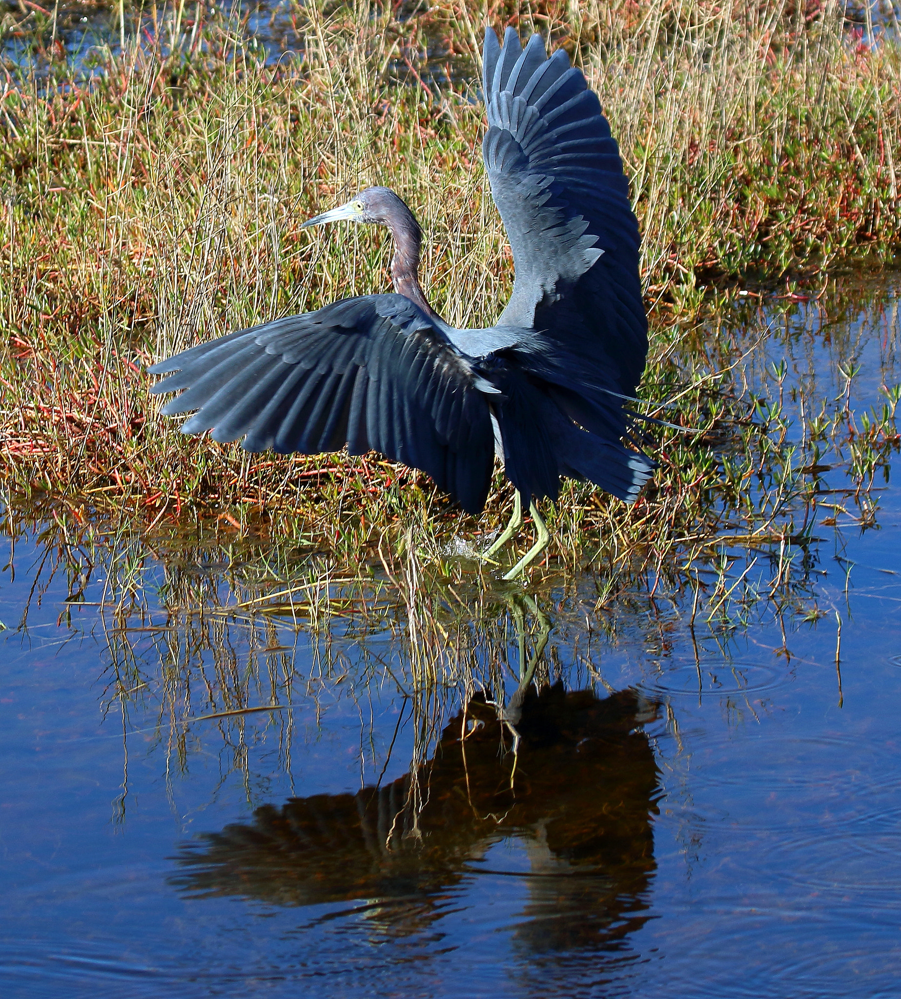 Canon EOS 7D Mark II + Canon EF 100-400mm F4.5-5.6L IS USM sample photo. Mm photography