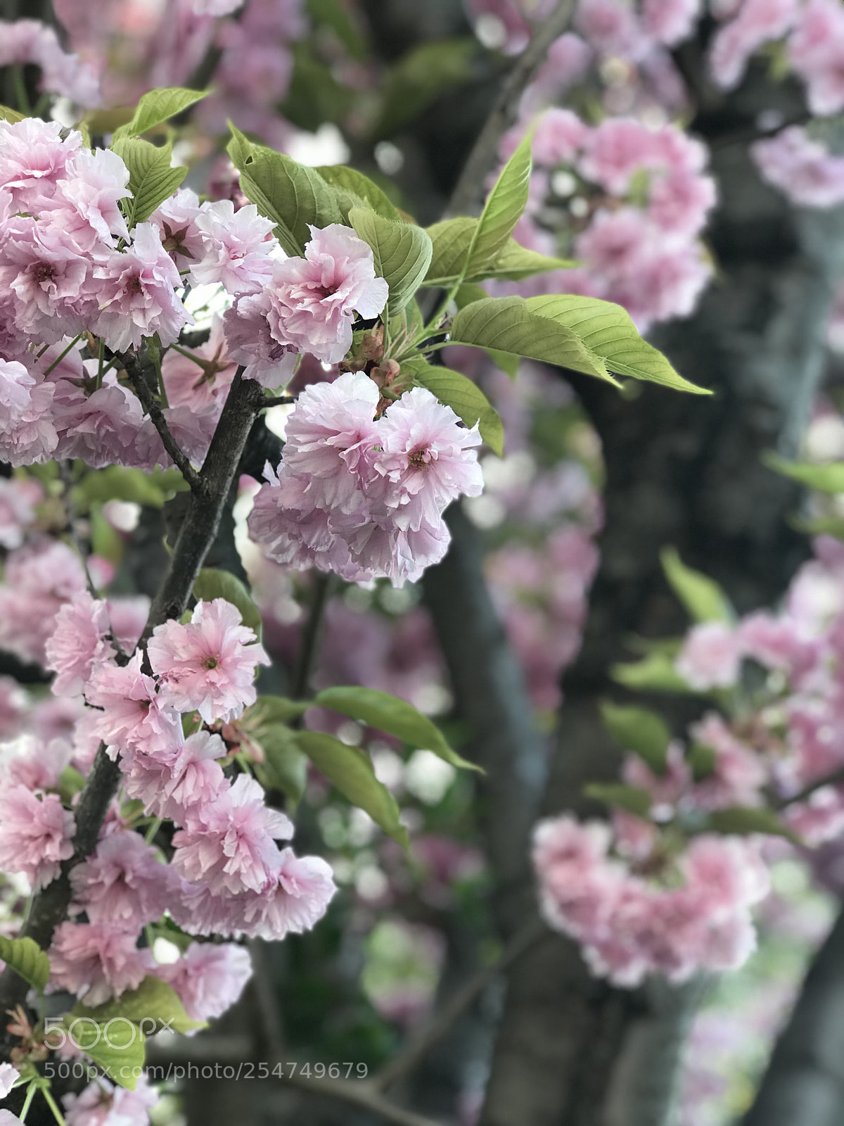Apple iPhone 7 Plus sample photo. Untitled photography