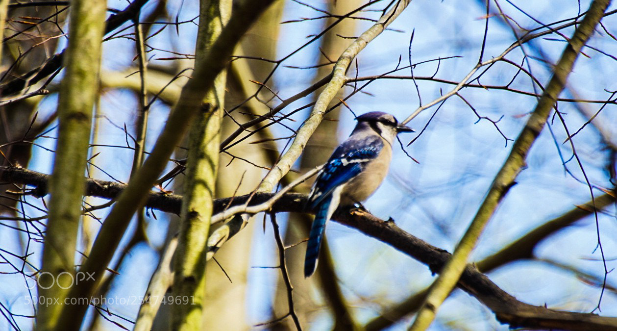 Sony a6000 sample photo. Jay above photography