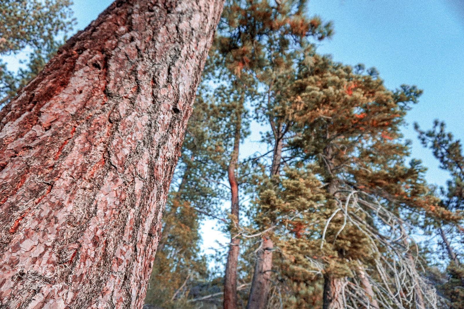 Sony a6000 sample photo. Lake tahoe trees photography
