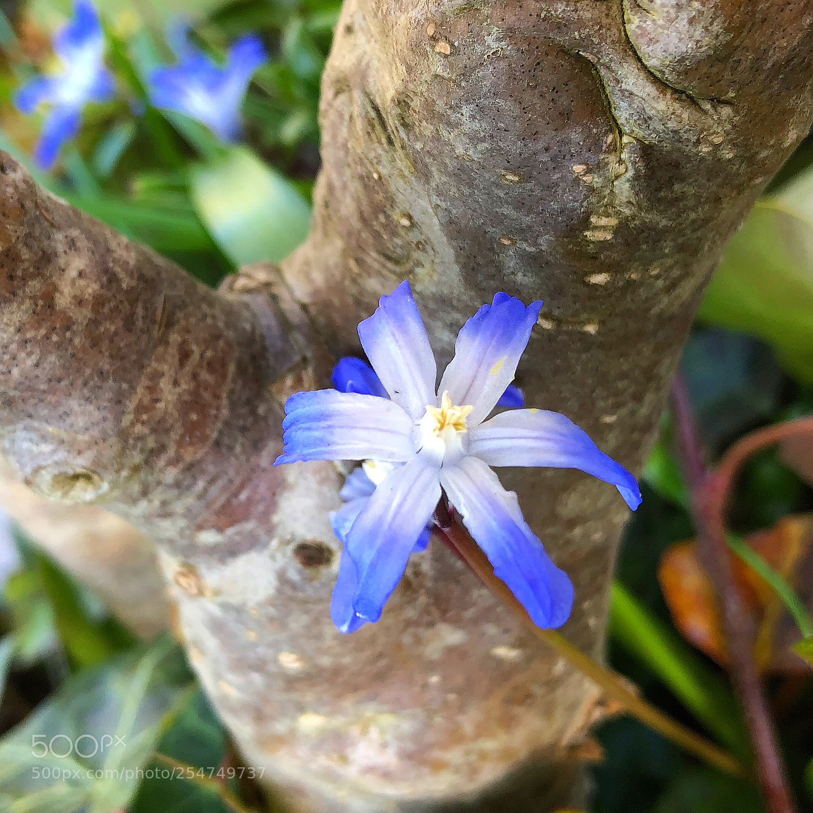 Apple iPhone 8 Plus sample photo. Tiny blue early flower photography