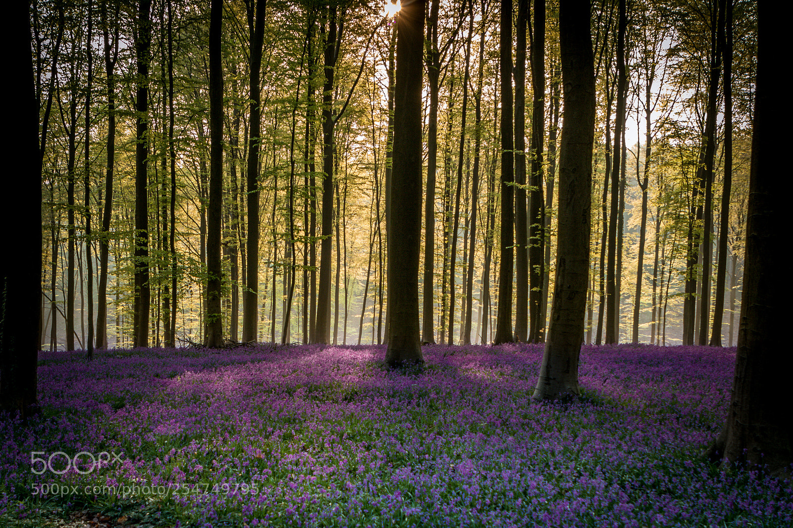 Canon EOS 7D Mark II sample photo. Purple forest photography