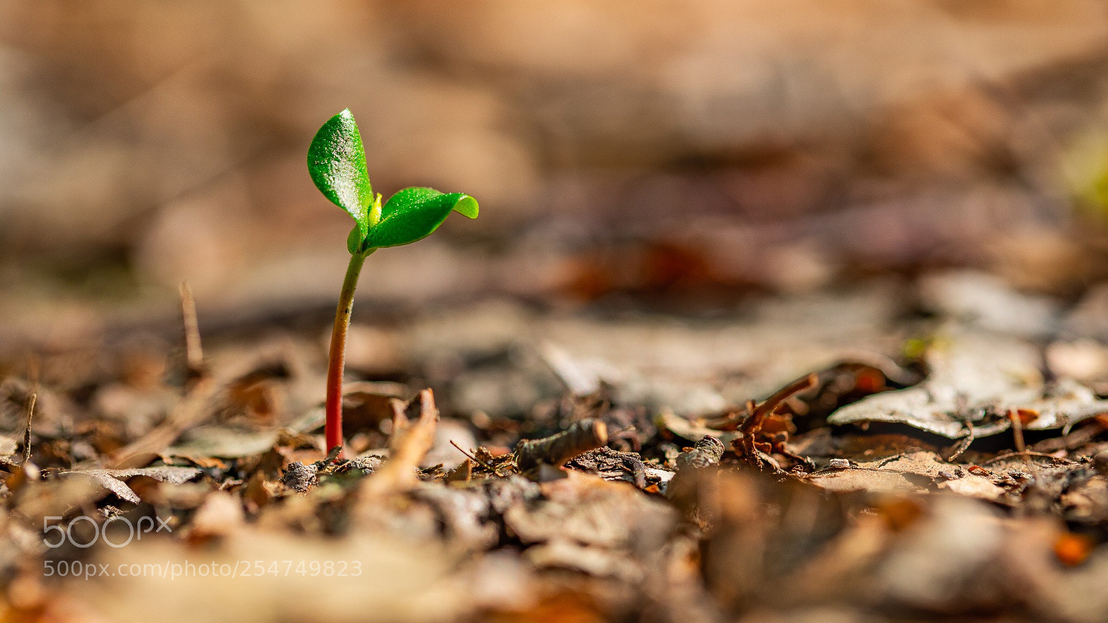 Canon EOS 5D Mark IV sample photo. Spring is aware  photography